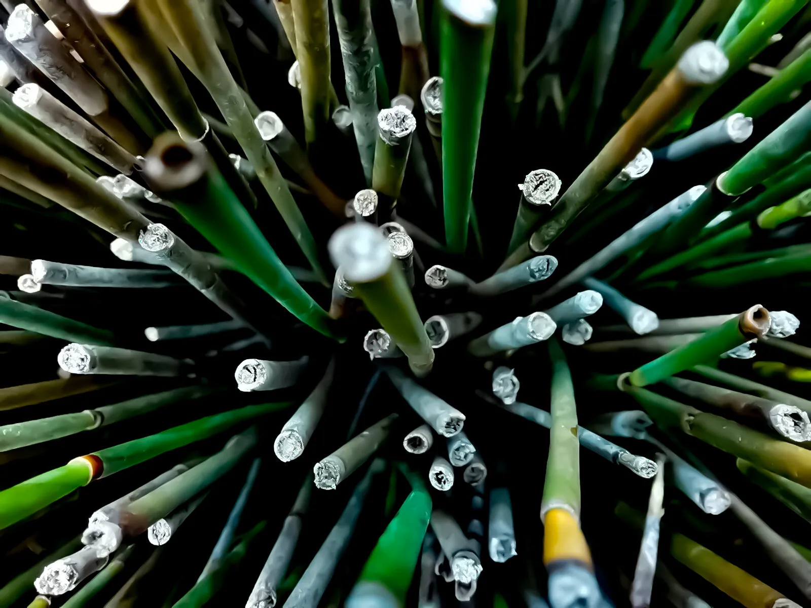 Spikey Bush