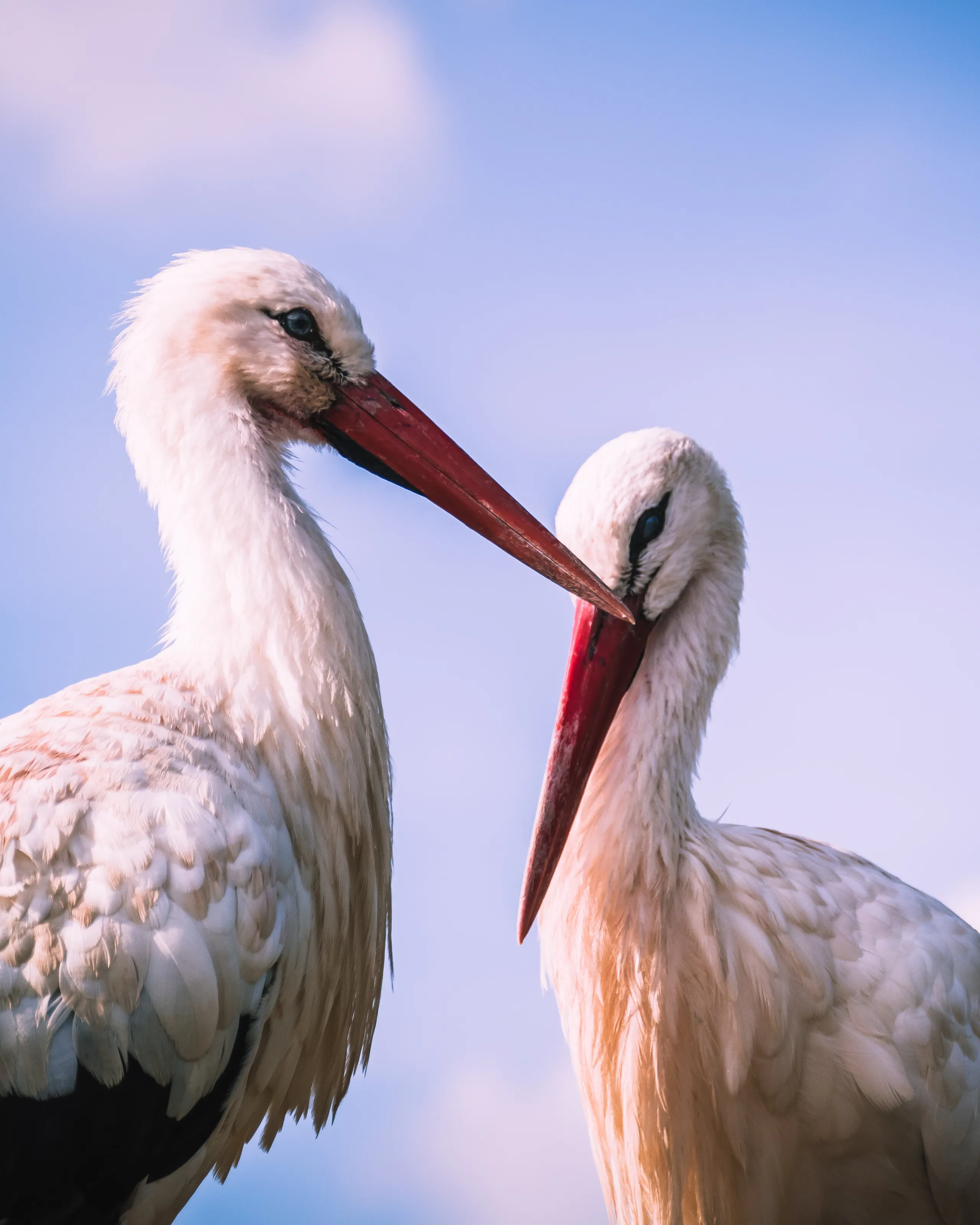 Storks in Love