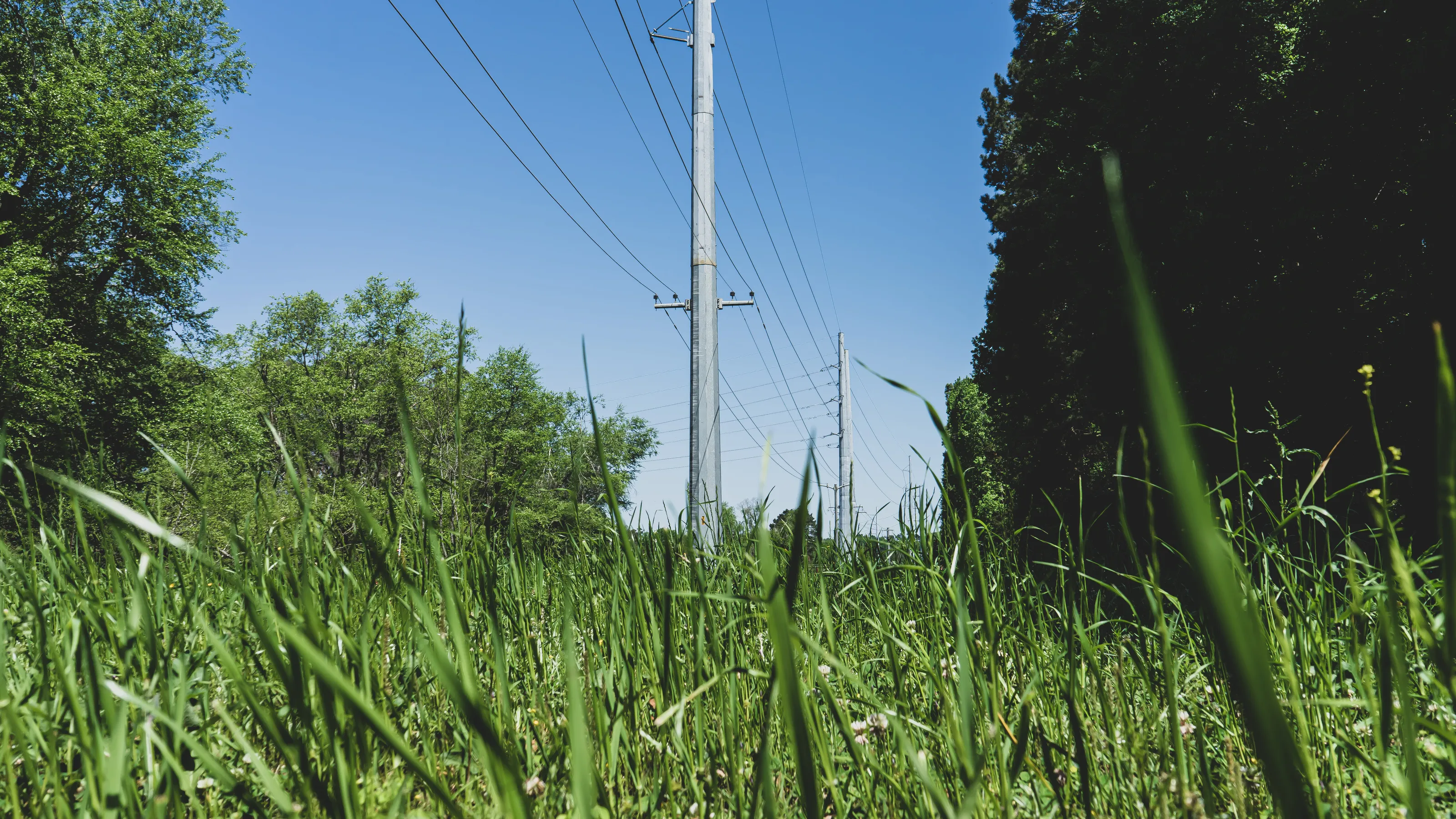 Nature Under a Power Line