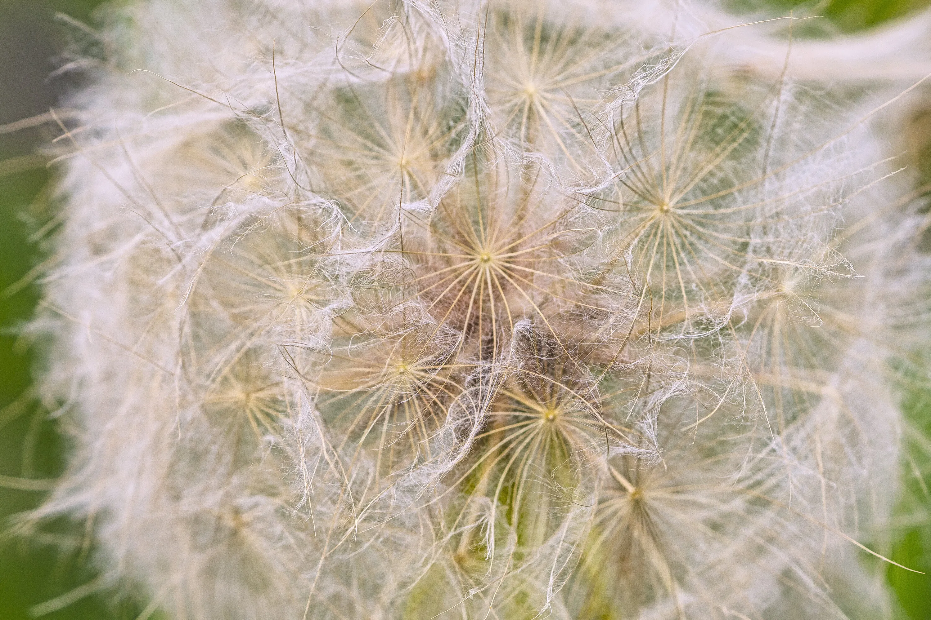 Dandelion flower