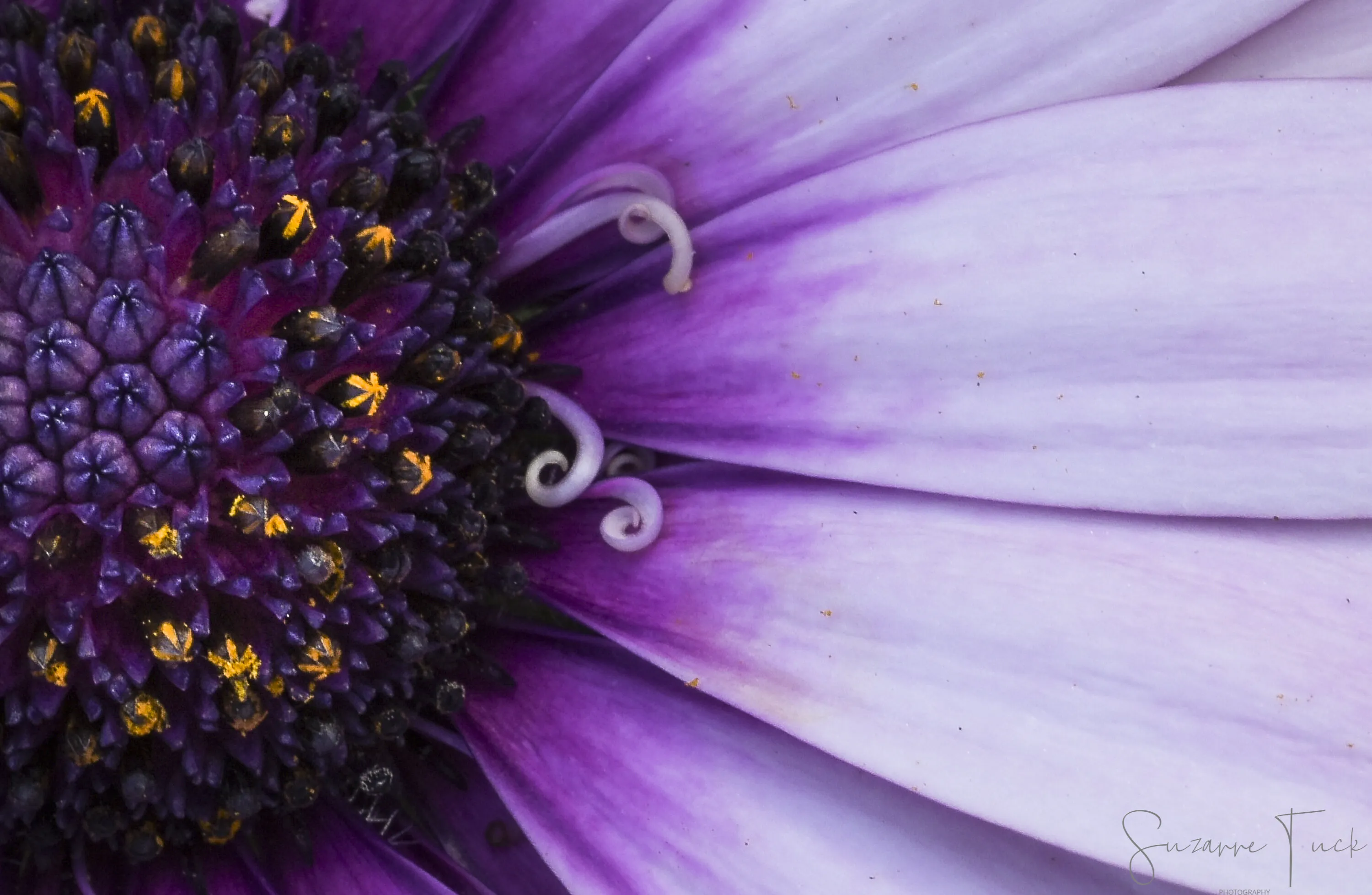 Romantic Purple