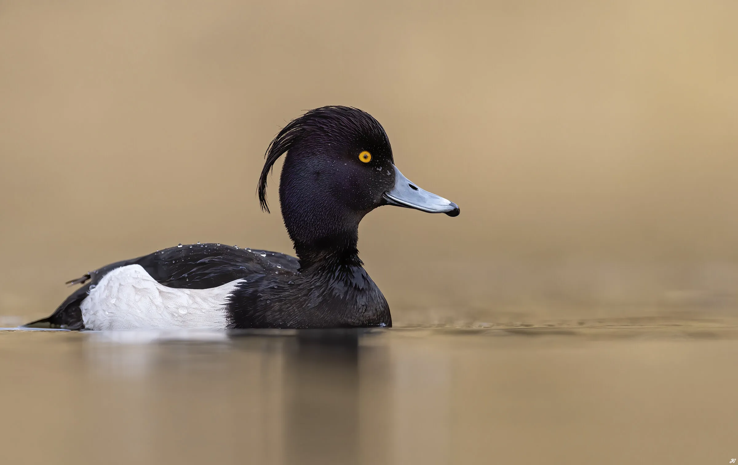 Tufted Duck.