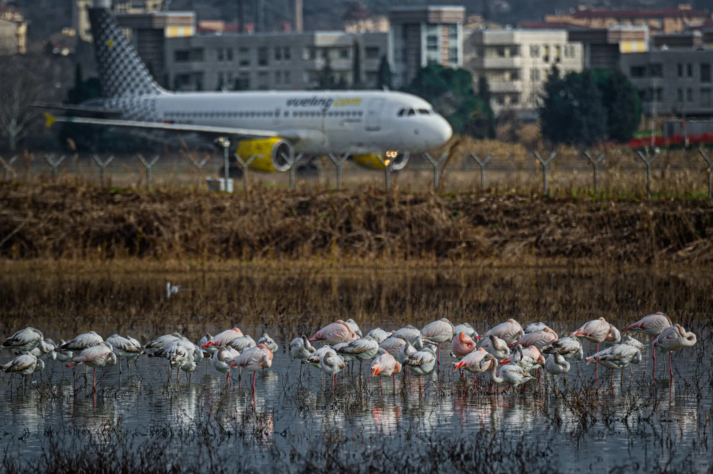 Fenicotteri in aeroporto