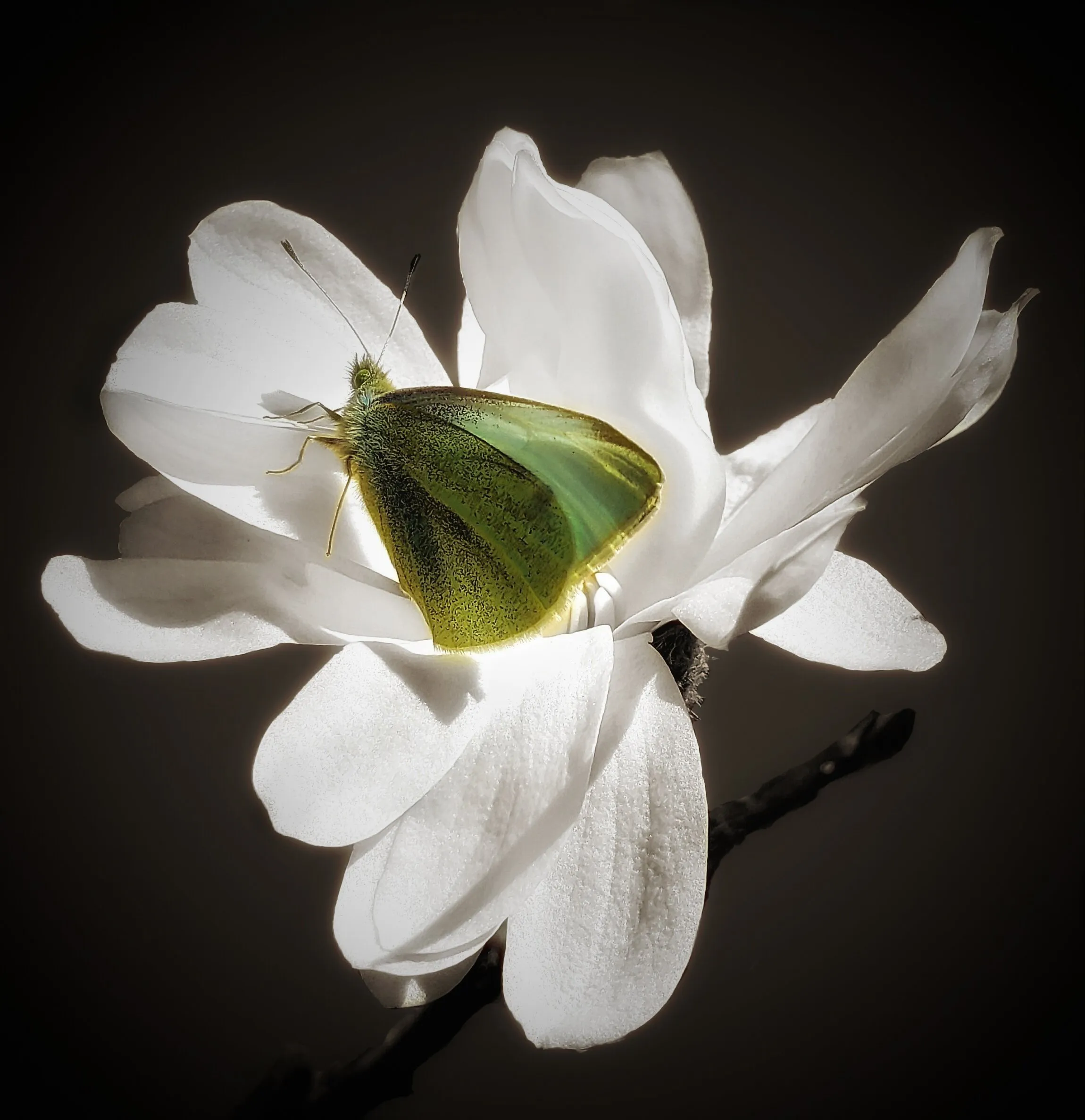 Star Magnolia