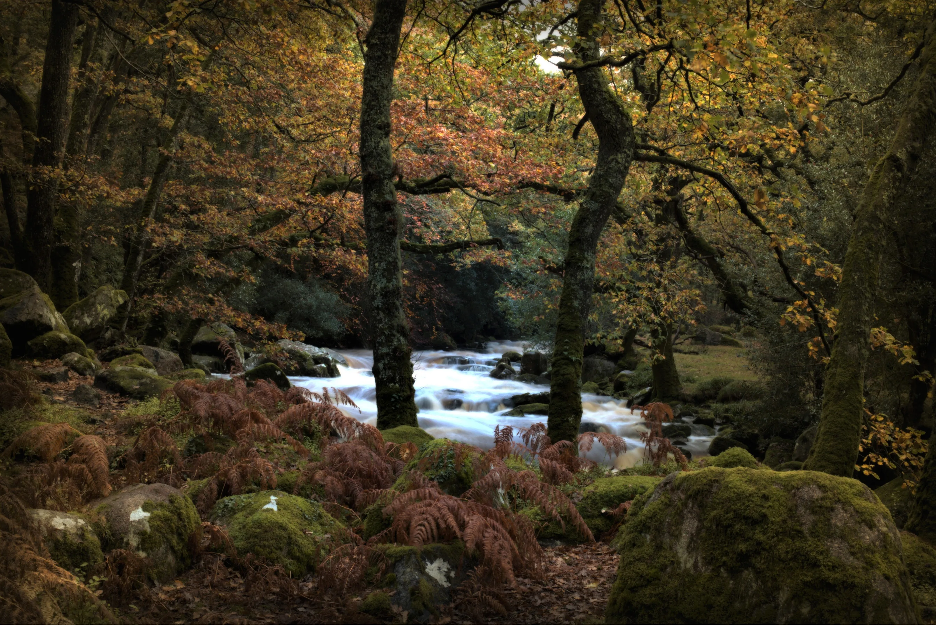 Shaugh Prior Woods