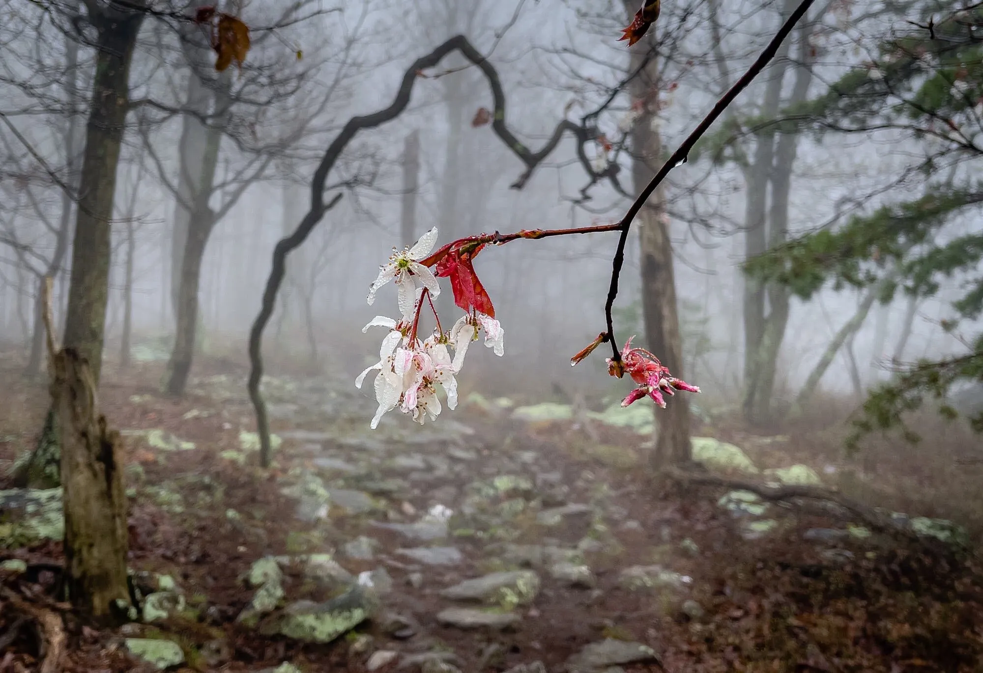 Weeping Flower