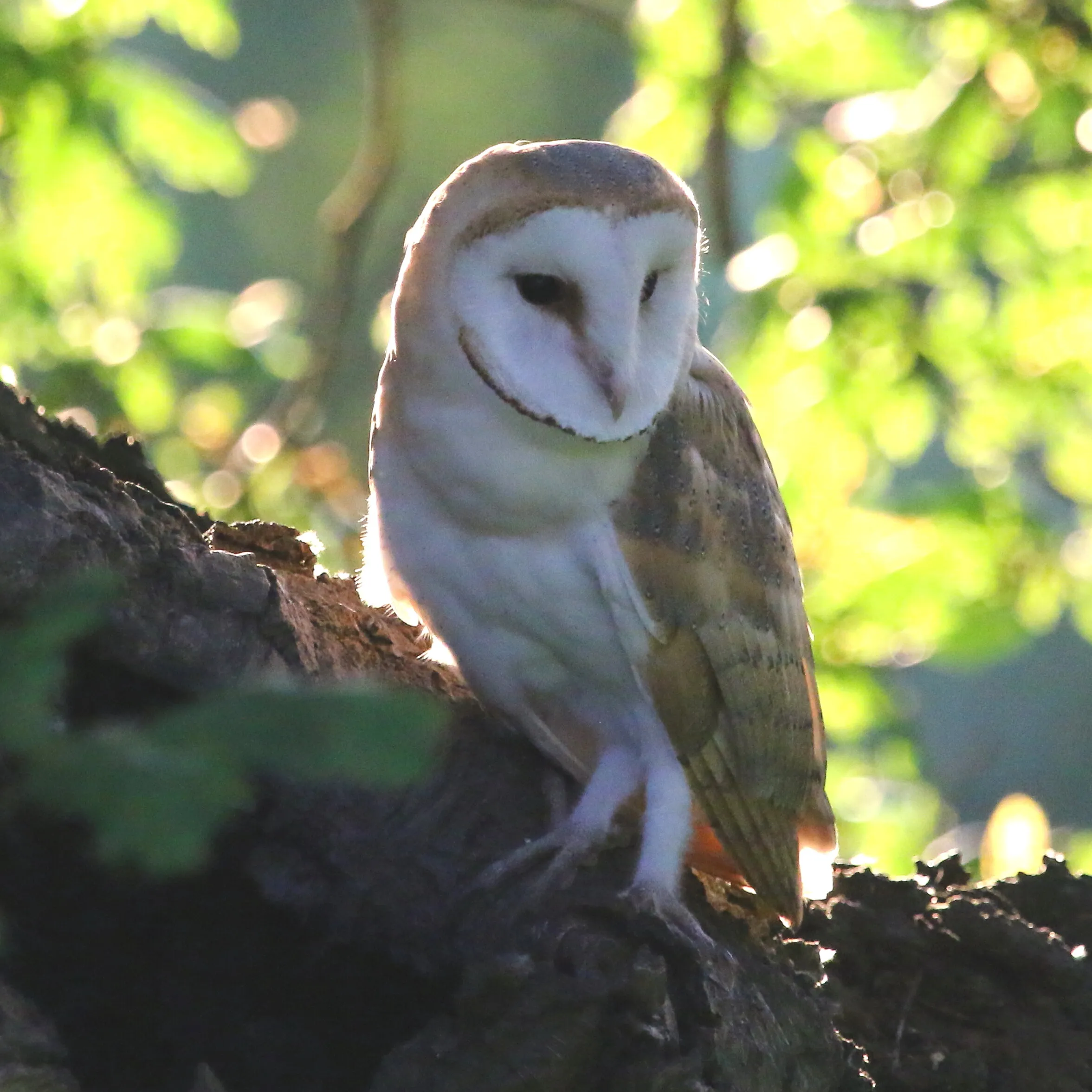 barn owl at dusk