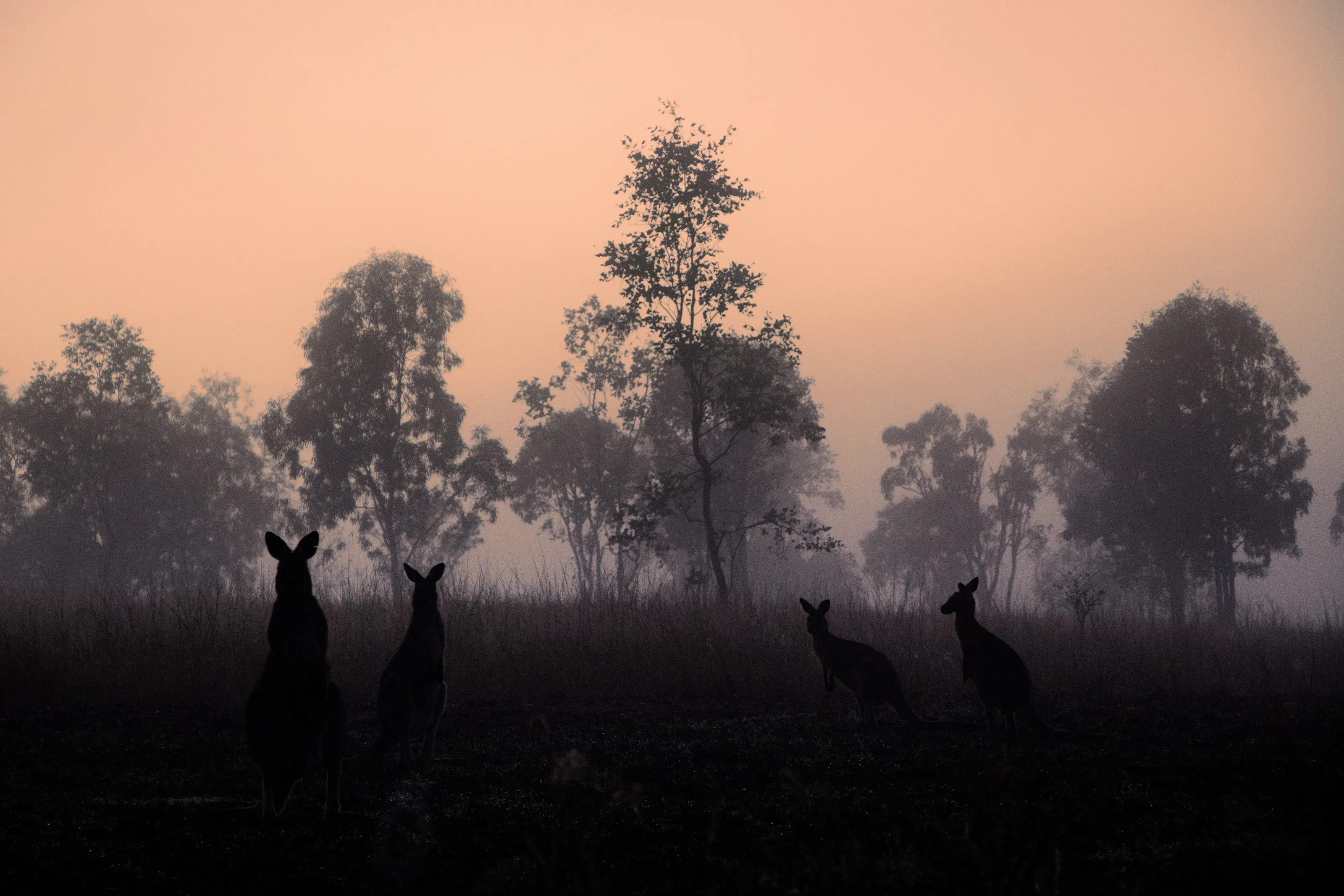 Attentive Nature