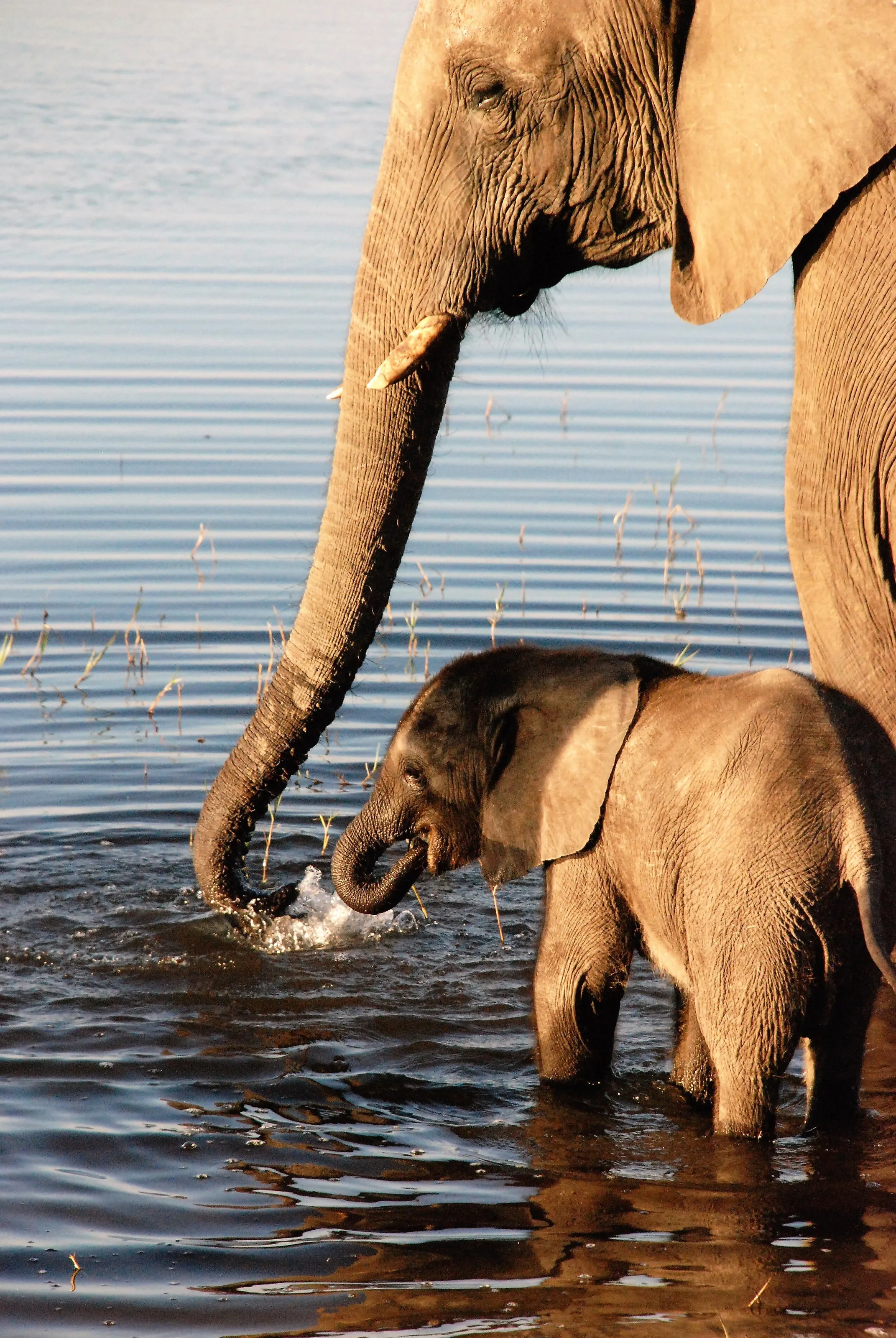 Elephant baby