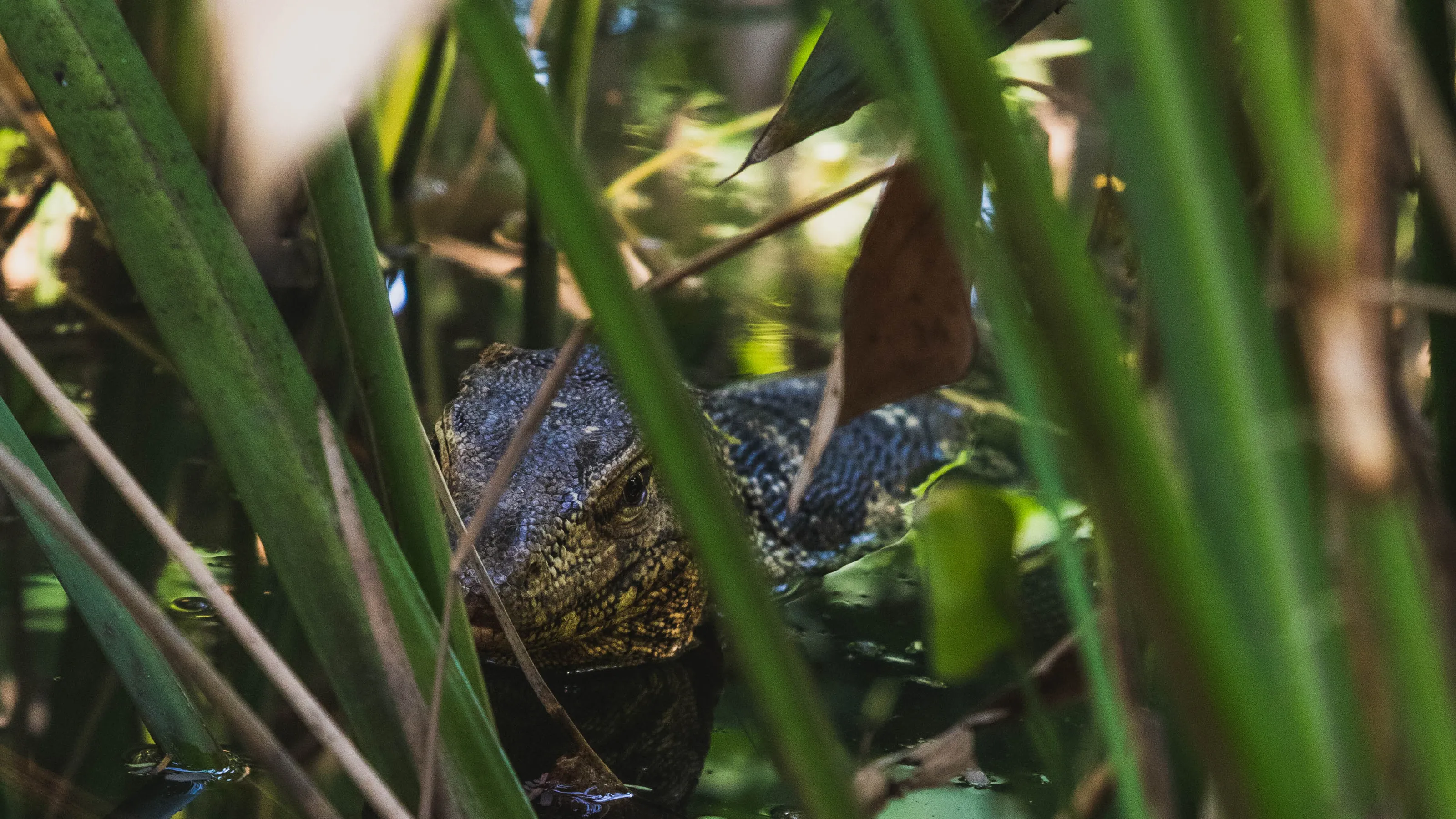 Monitor Lizard, Bangkok