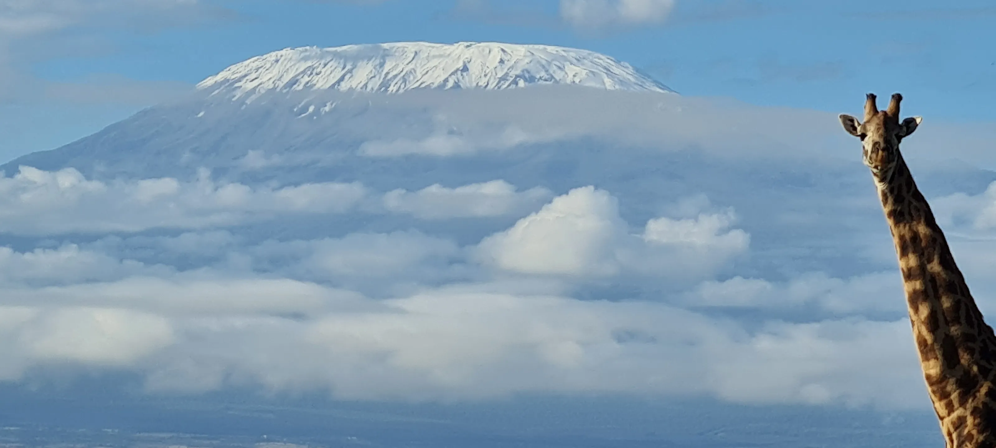 Kilimanjaro