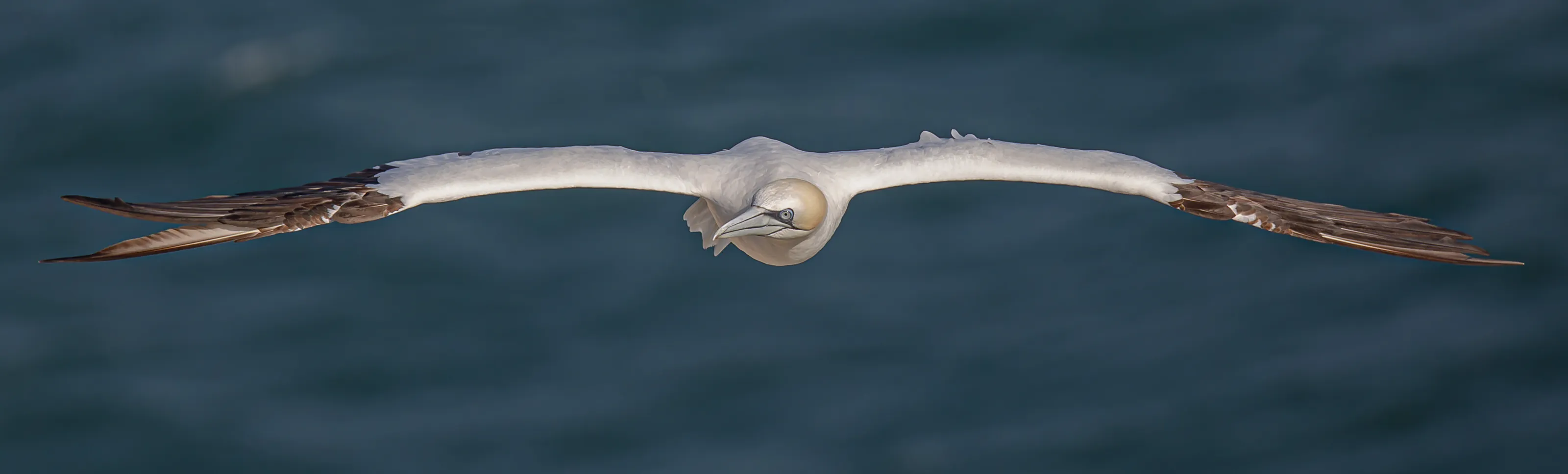 Gannet wide