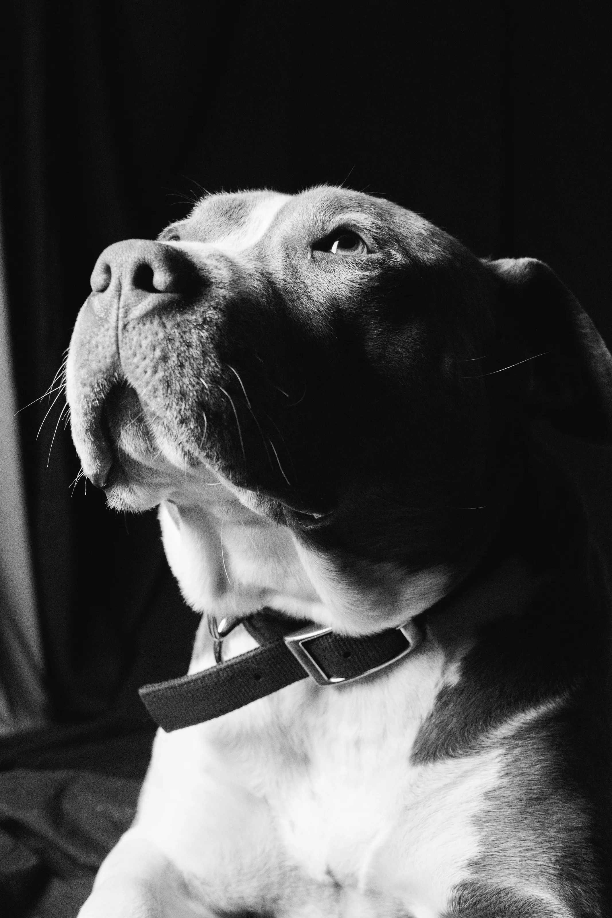 Majesty