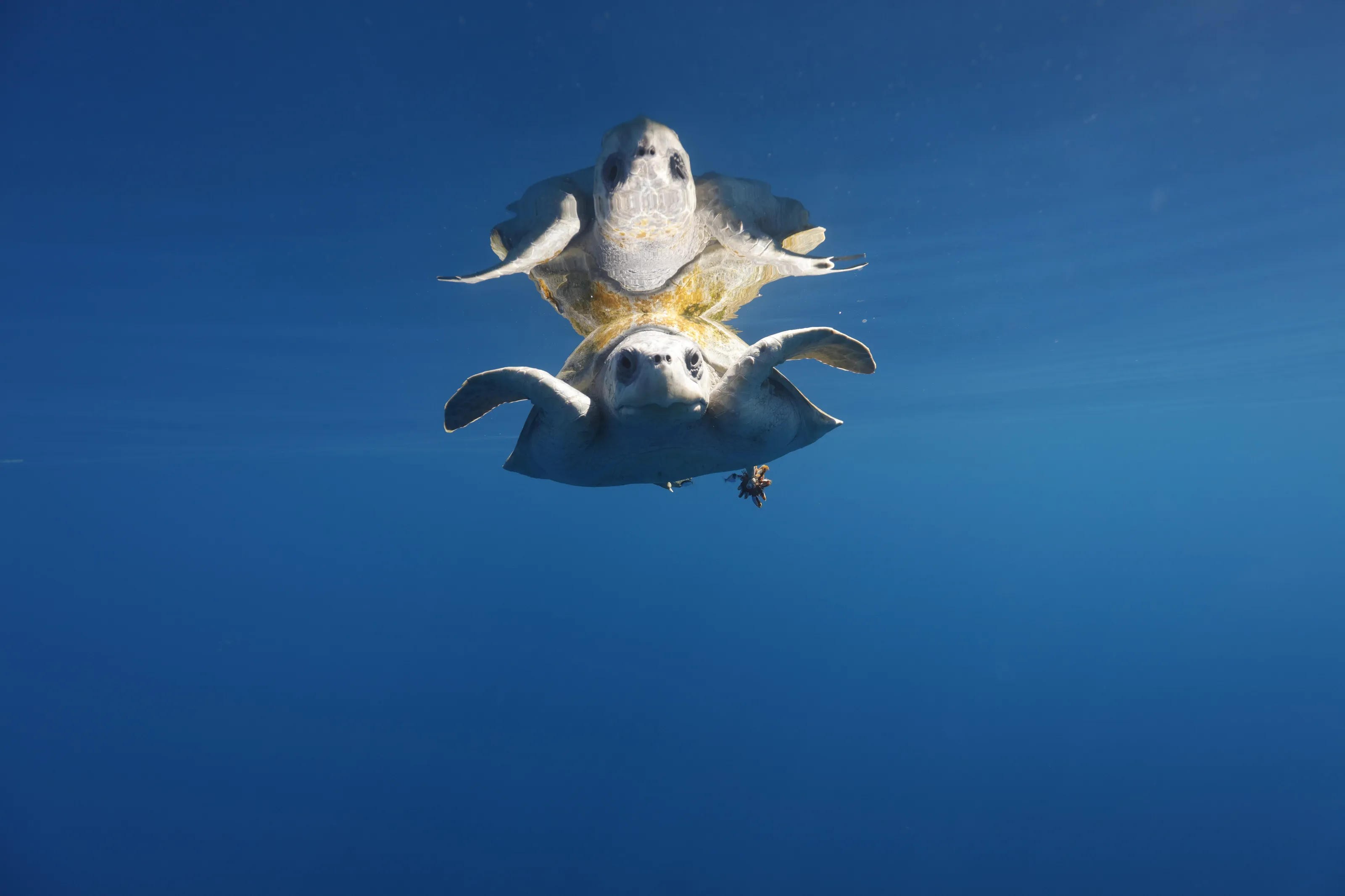Double Turtle