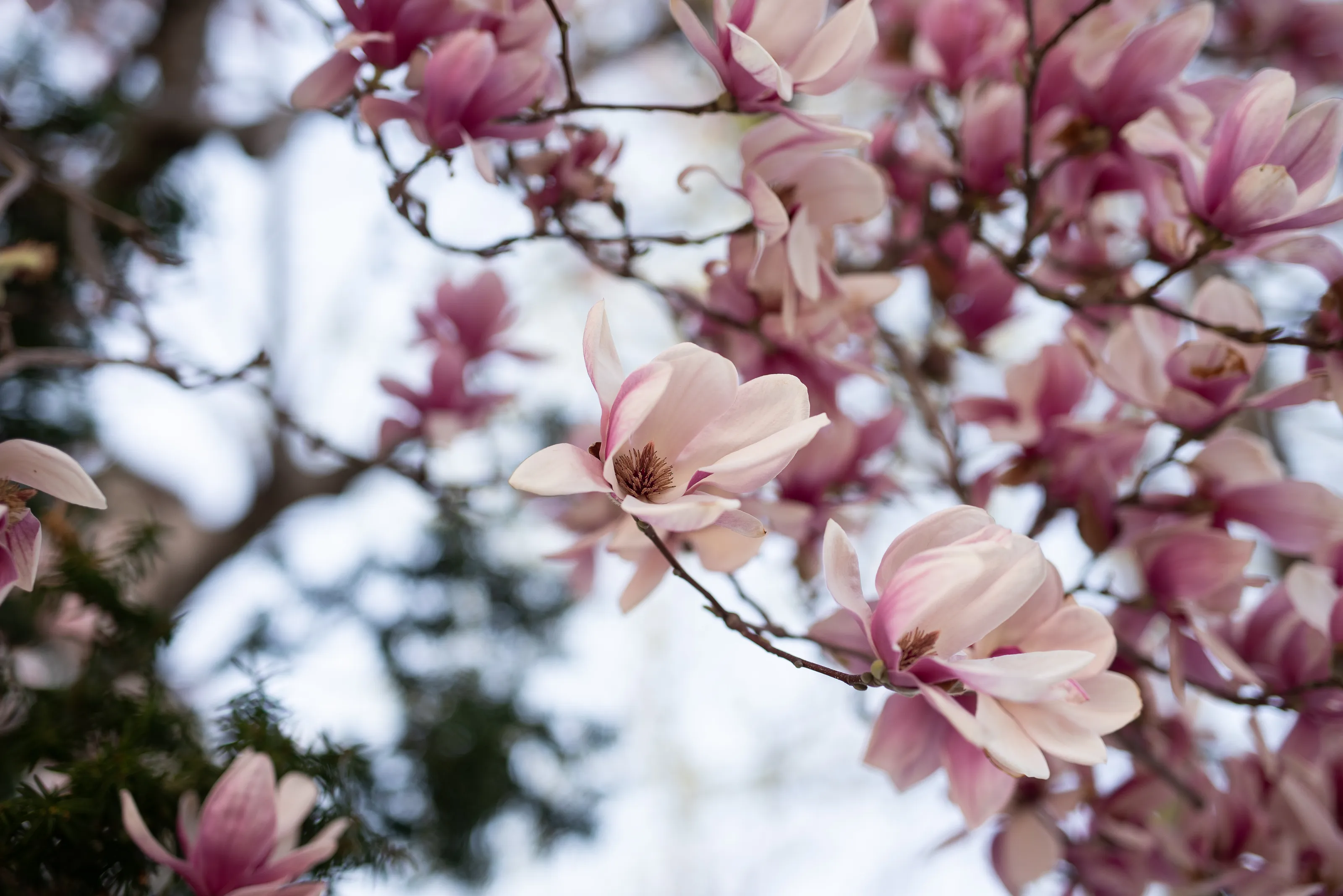 Spring buds