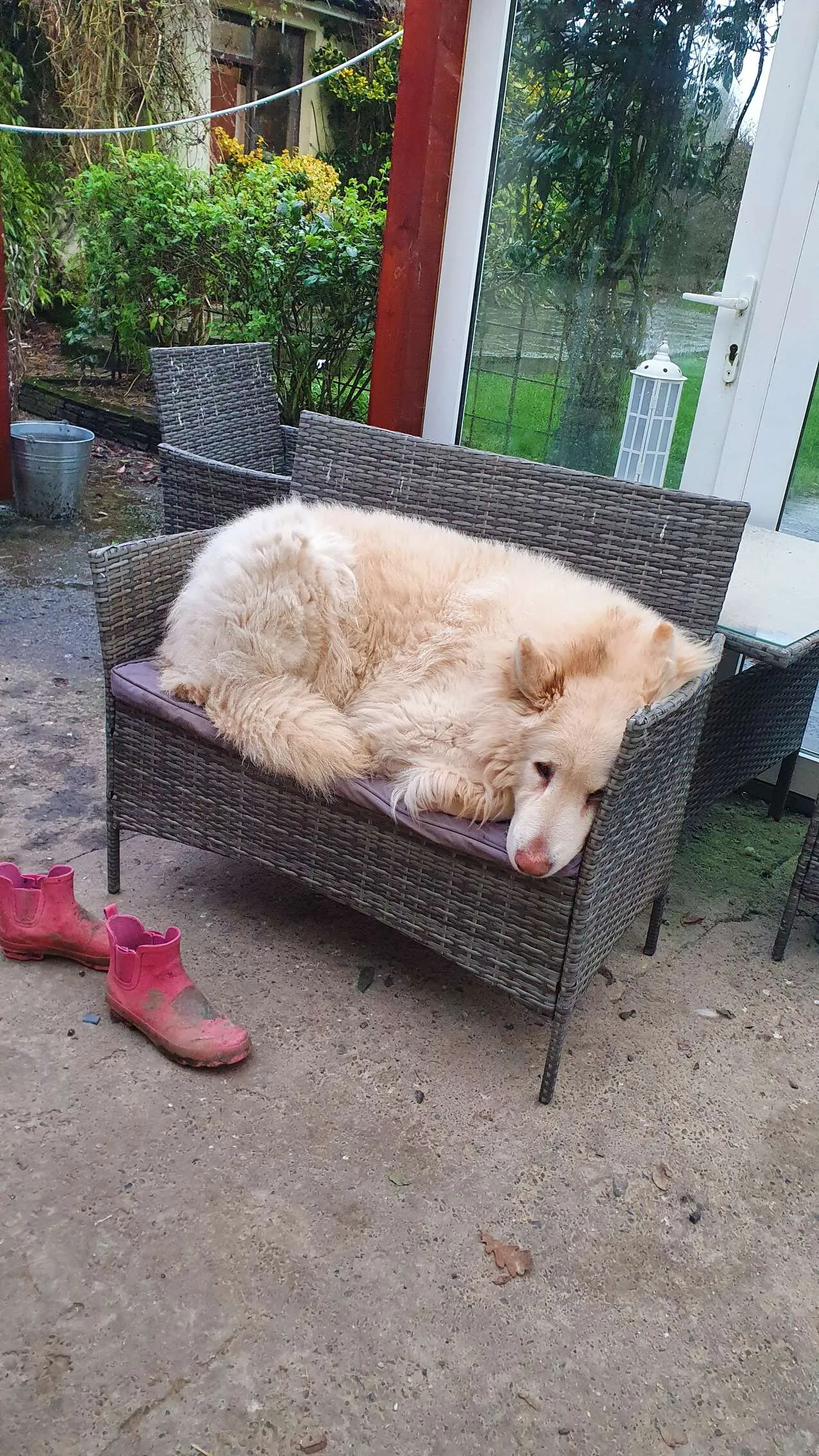 It's a dogs life