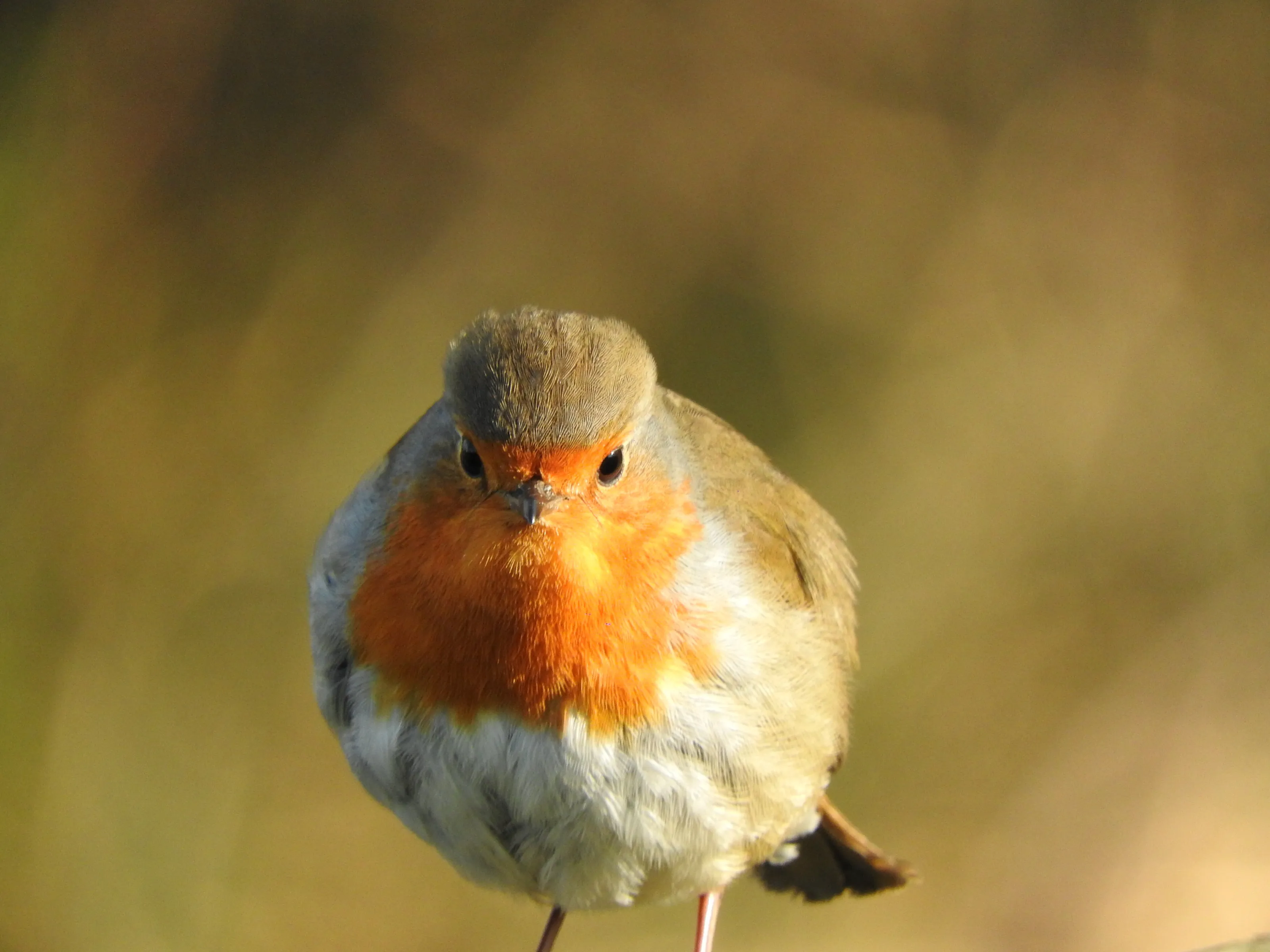 Robin in Nature