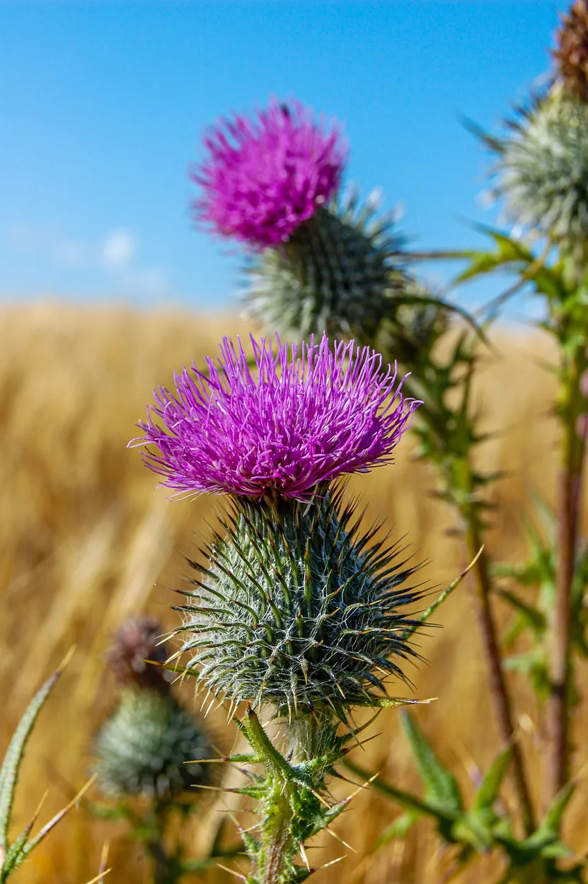 Entry 12420102
