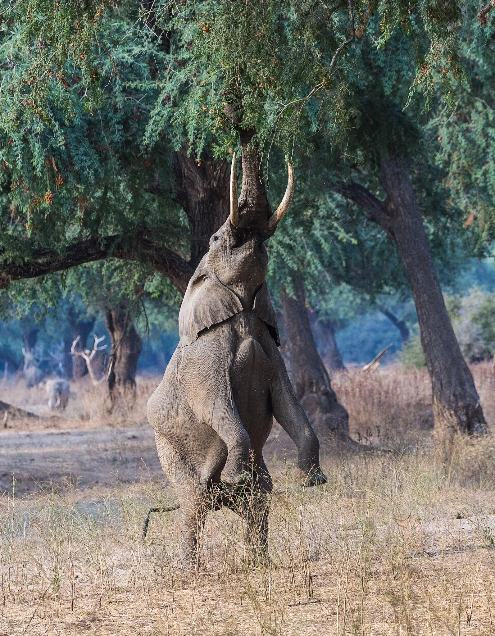 Stretch