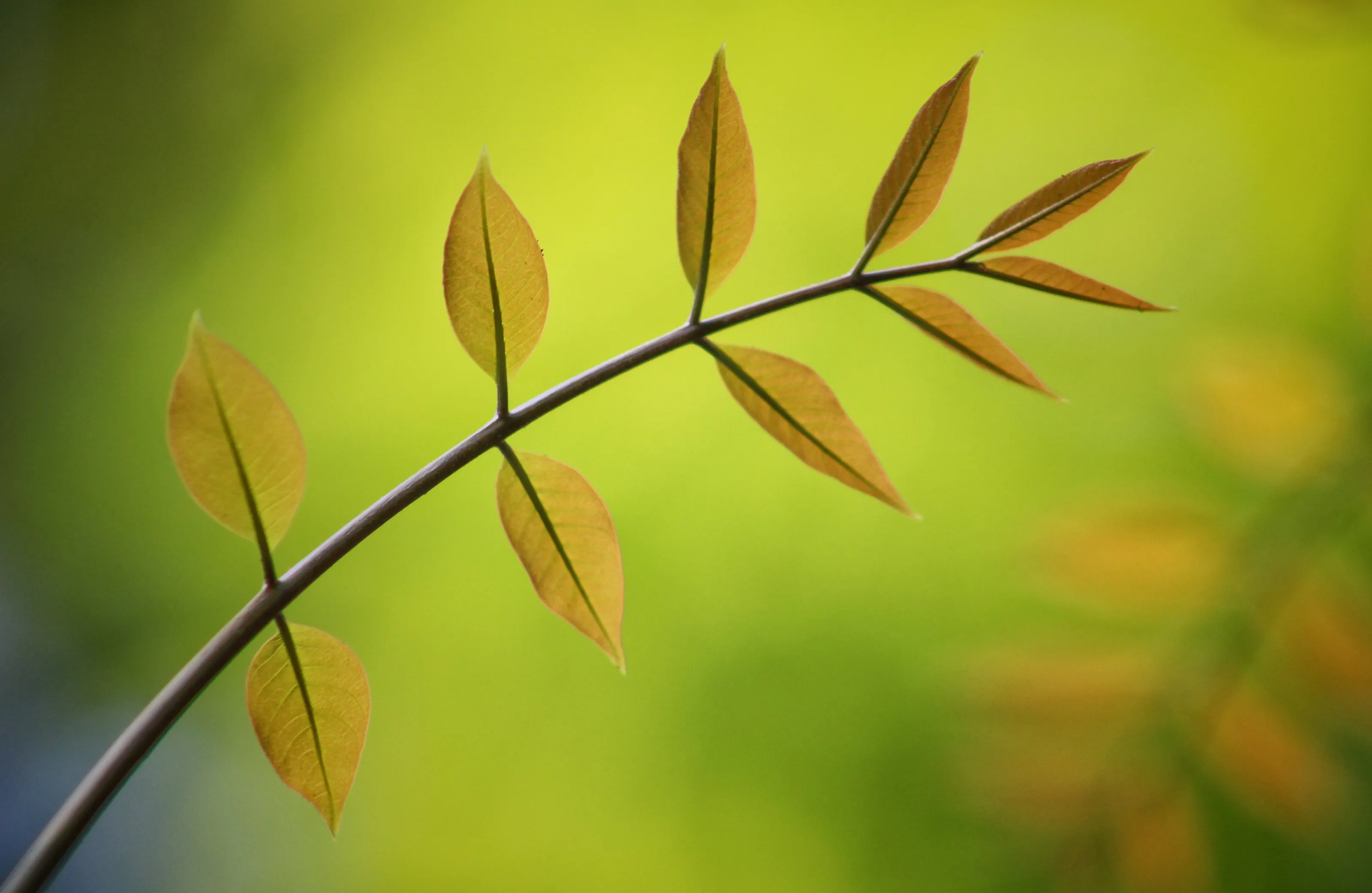 Natural Beauty on Spring