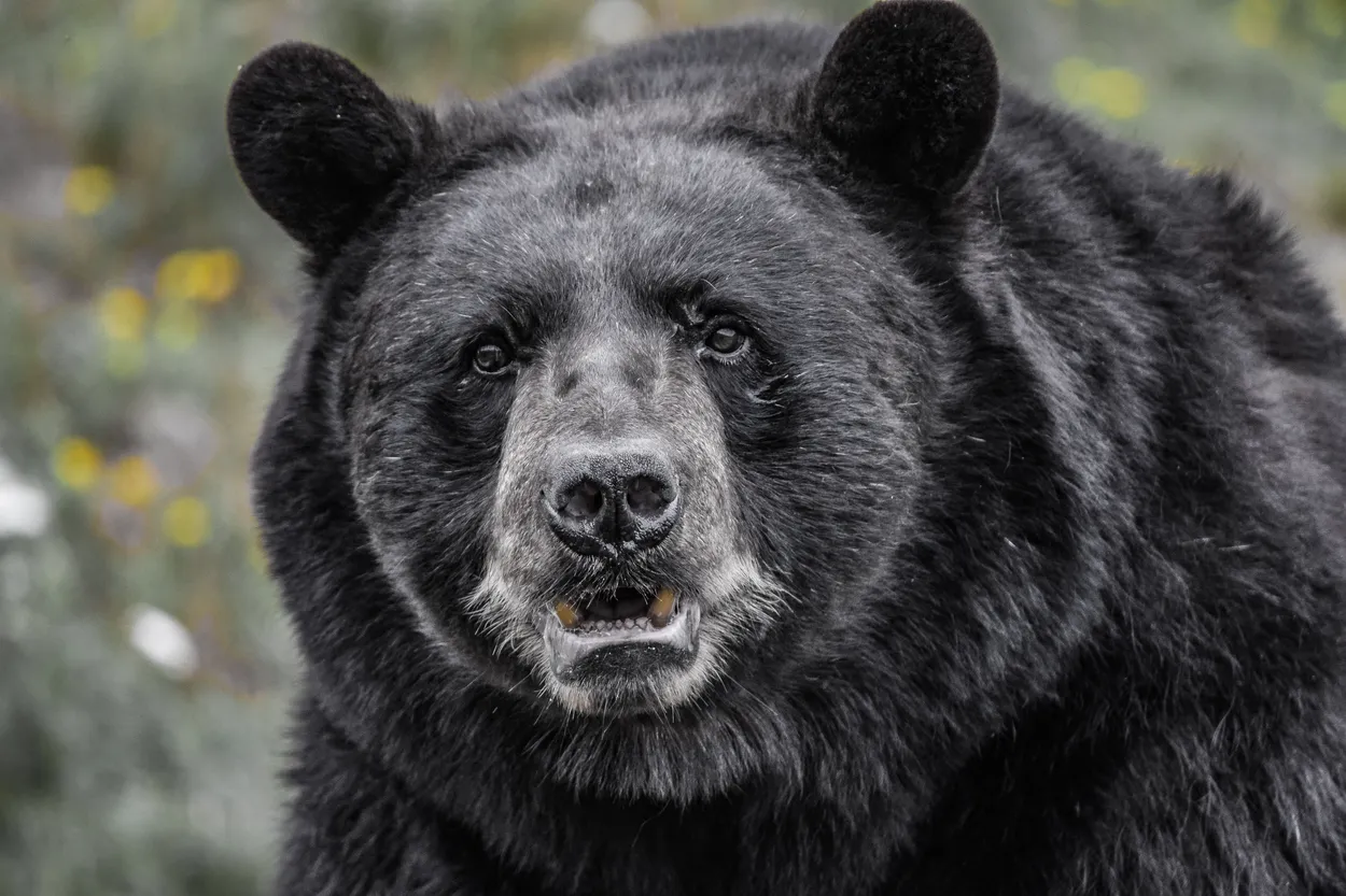 Black Bear