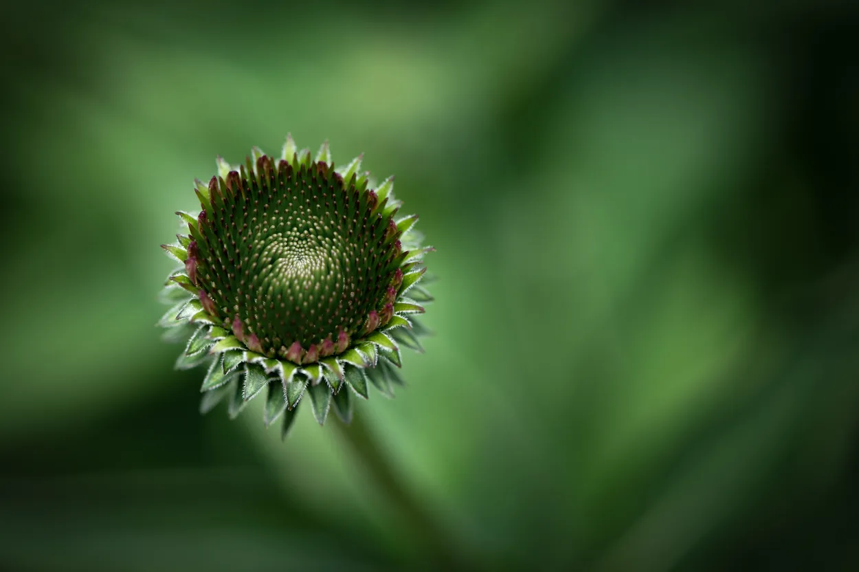 Entry 9330736