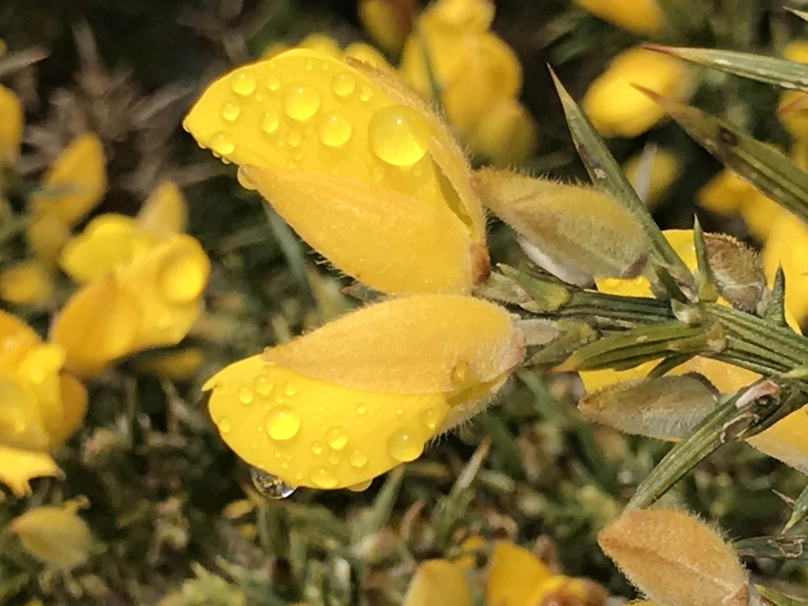 Early morning gorse