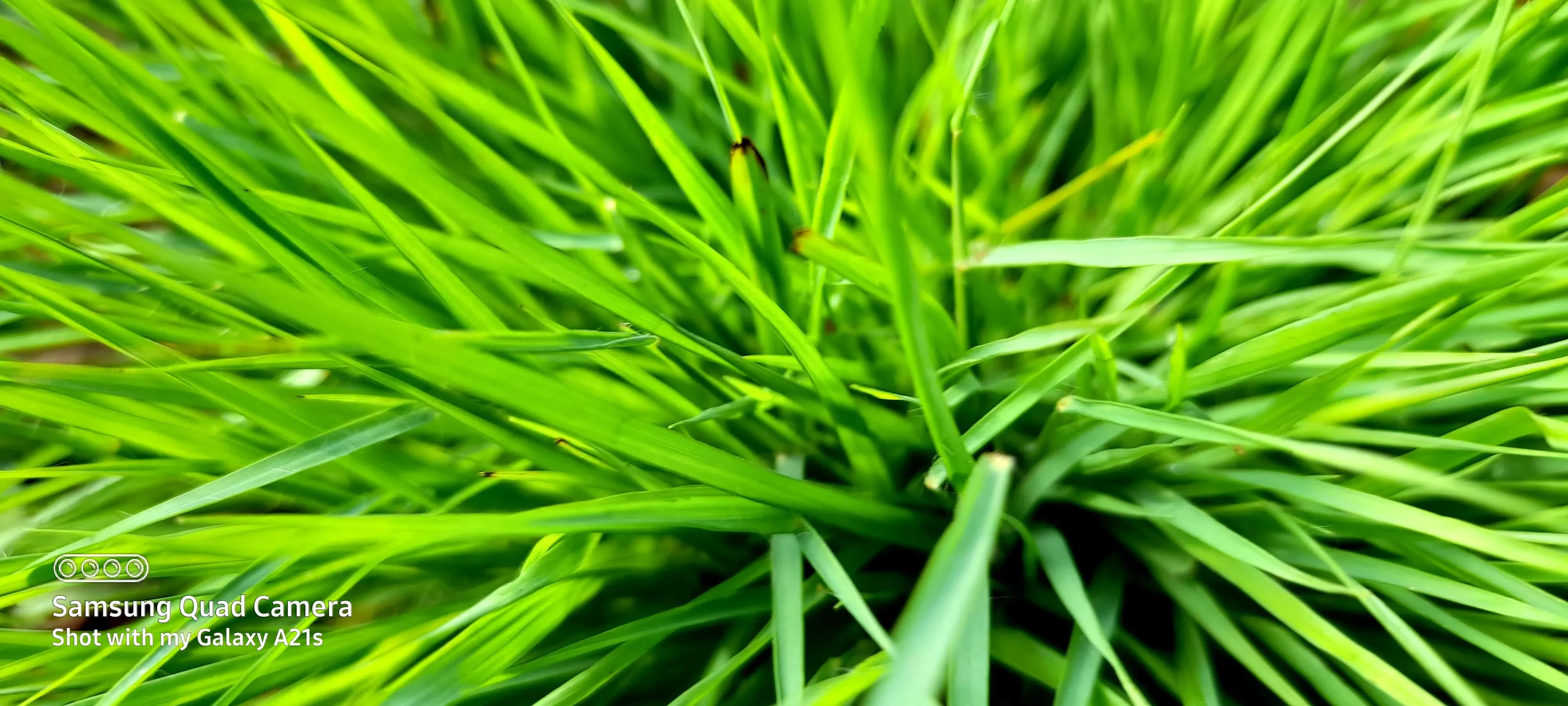 In to the Grass...