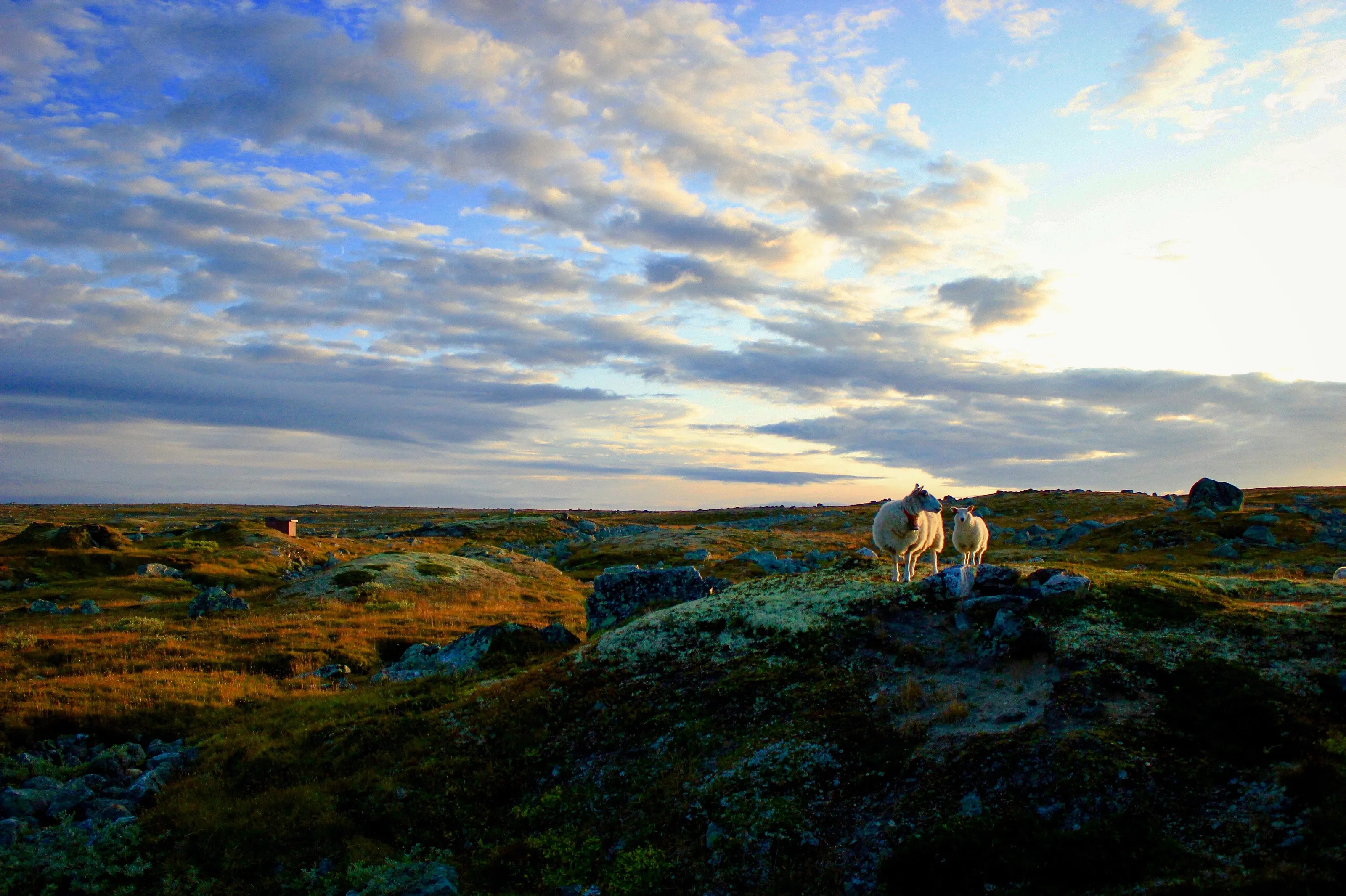Into the wild...sheep...