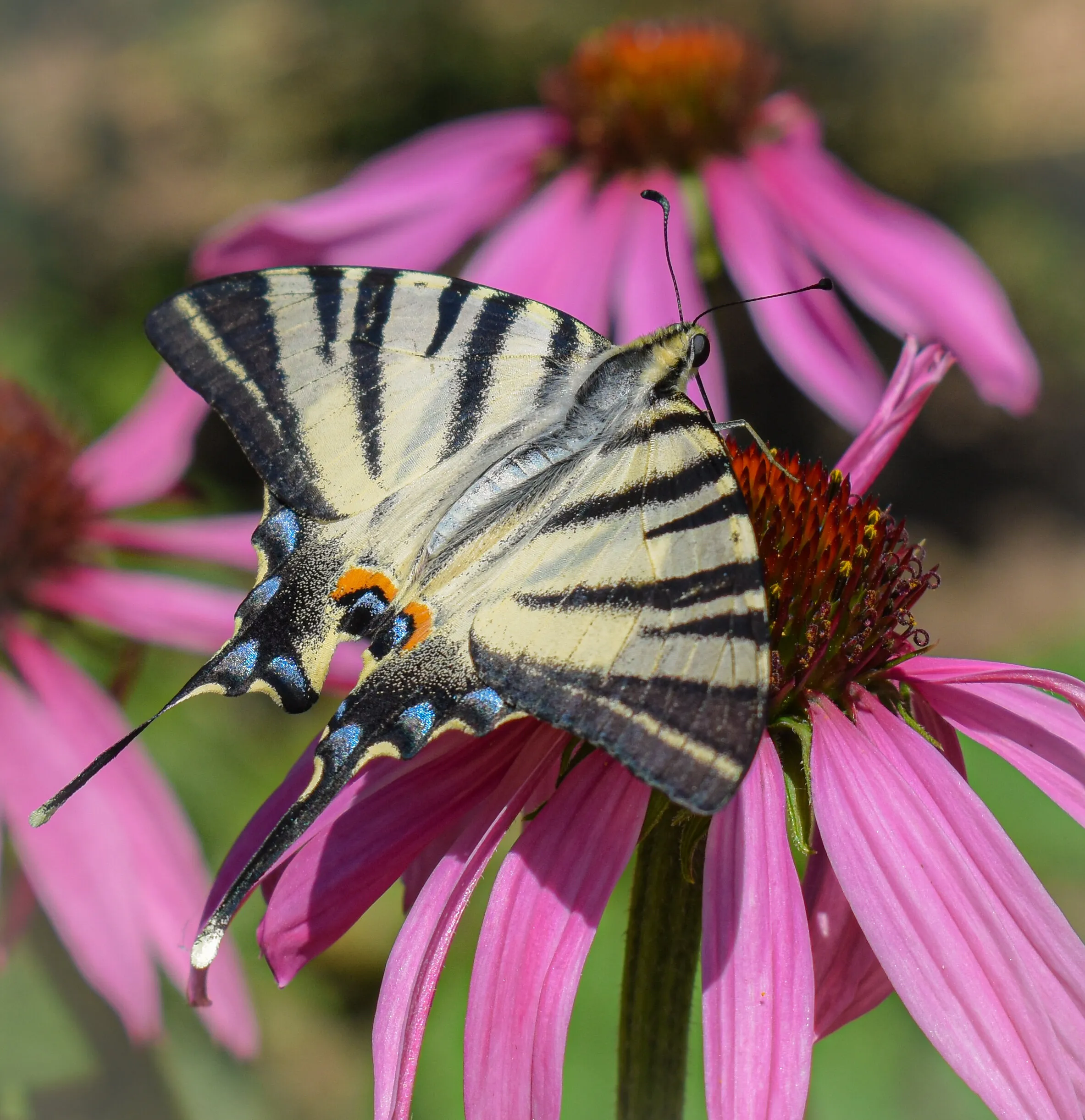 Beautiful butterfly with eyes on its wings.