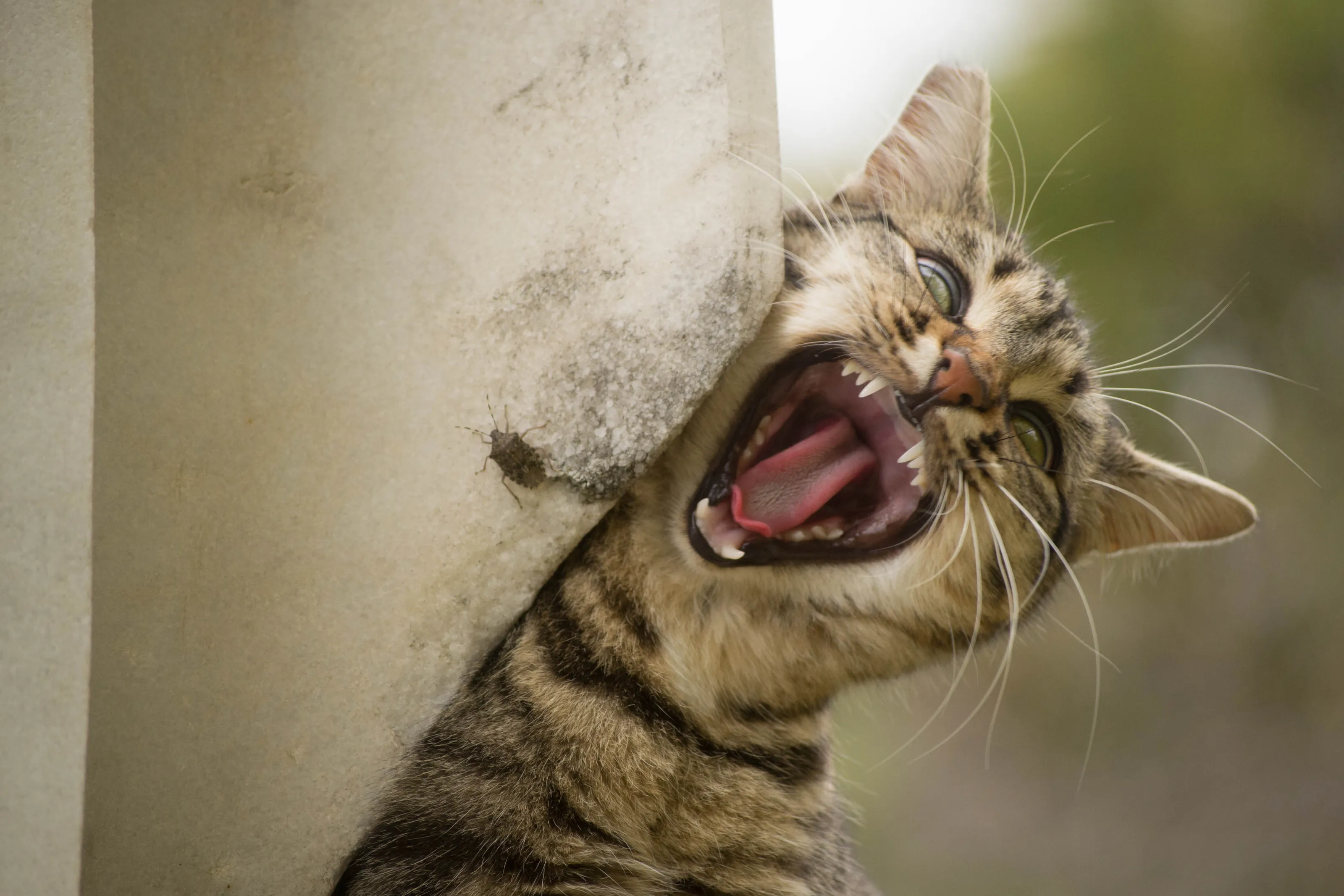The Call of the Wild