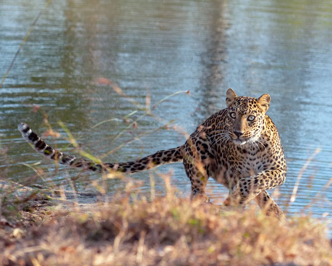 Shy sub adult Leopardess