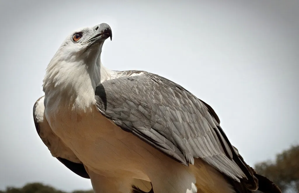 Sea Eagle