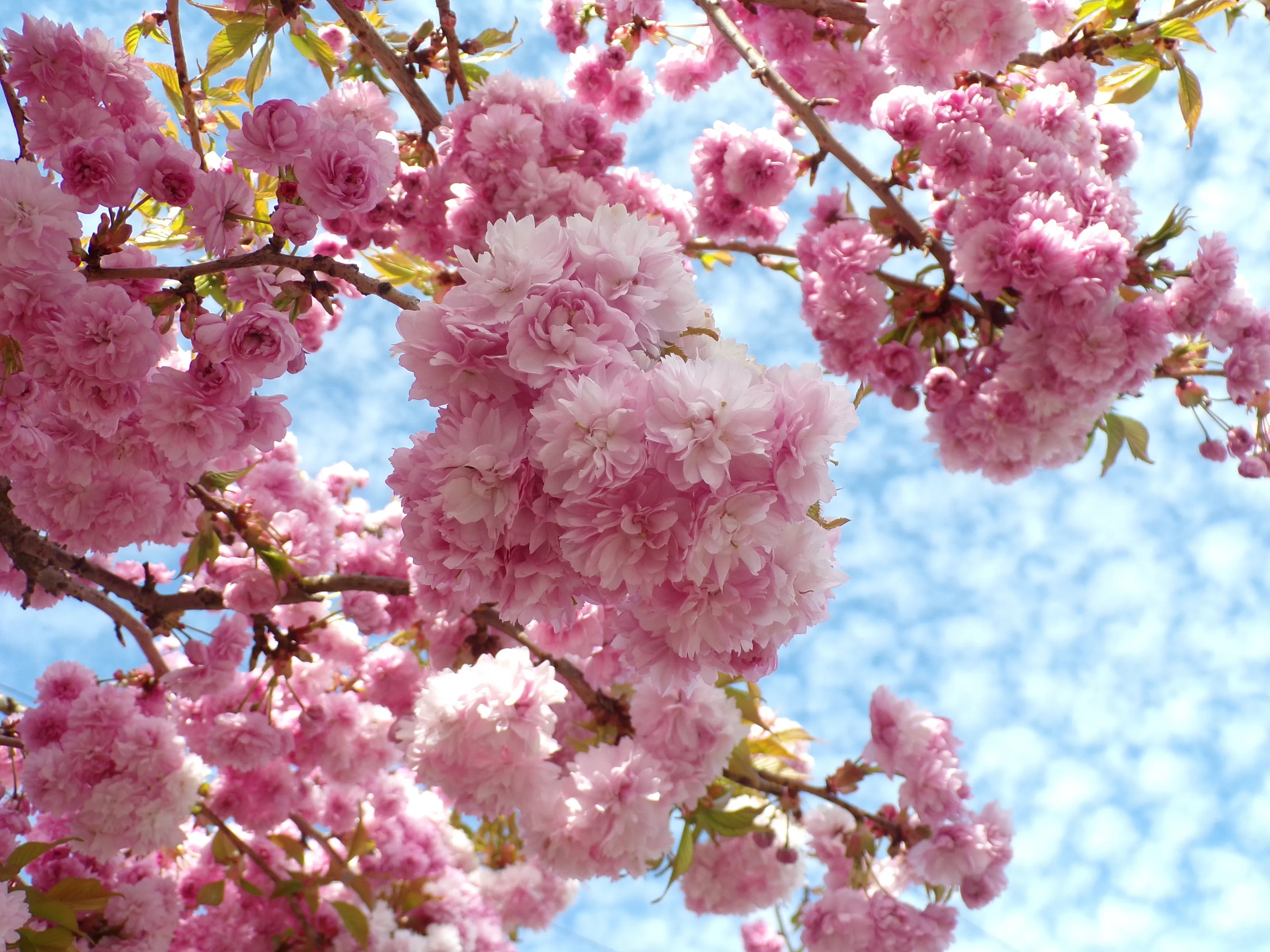 Pink blossom tree