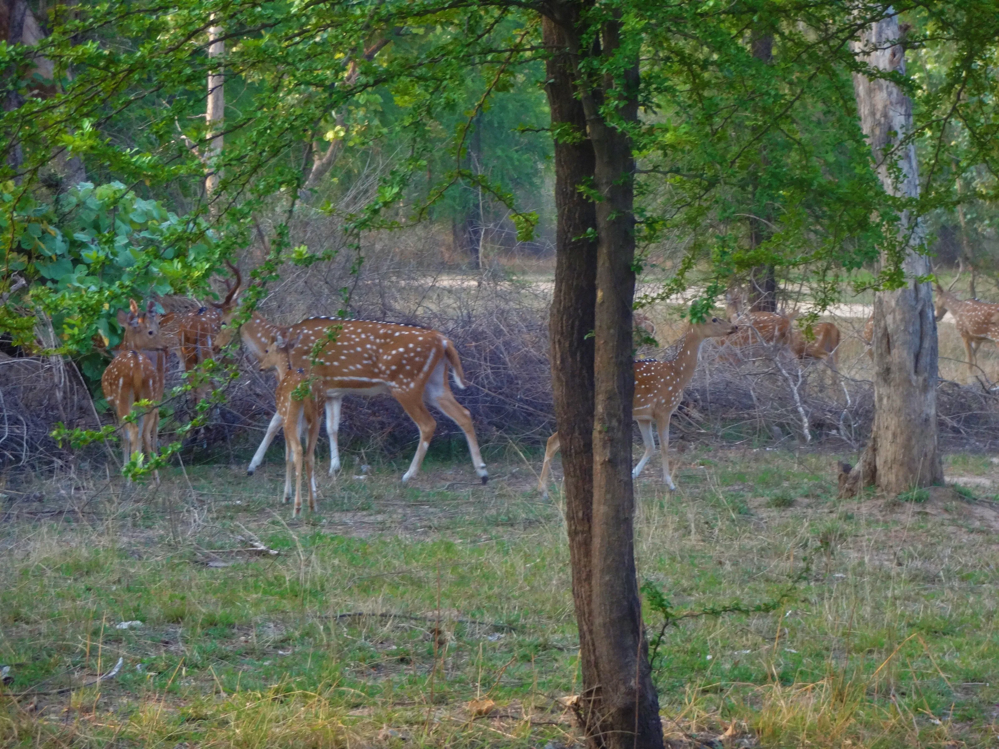 AXIS DEER (CHITAL)