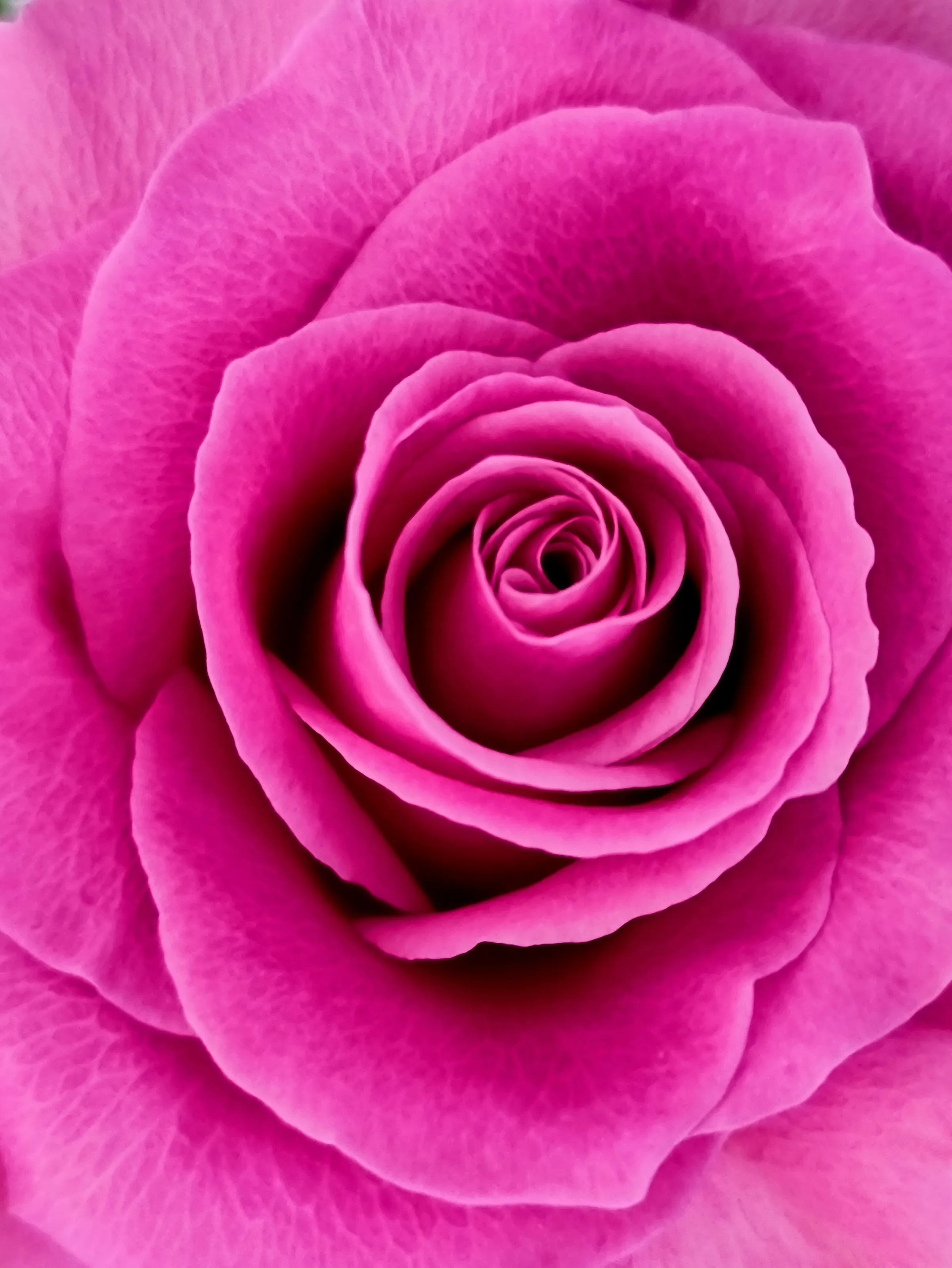 Rose pink