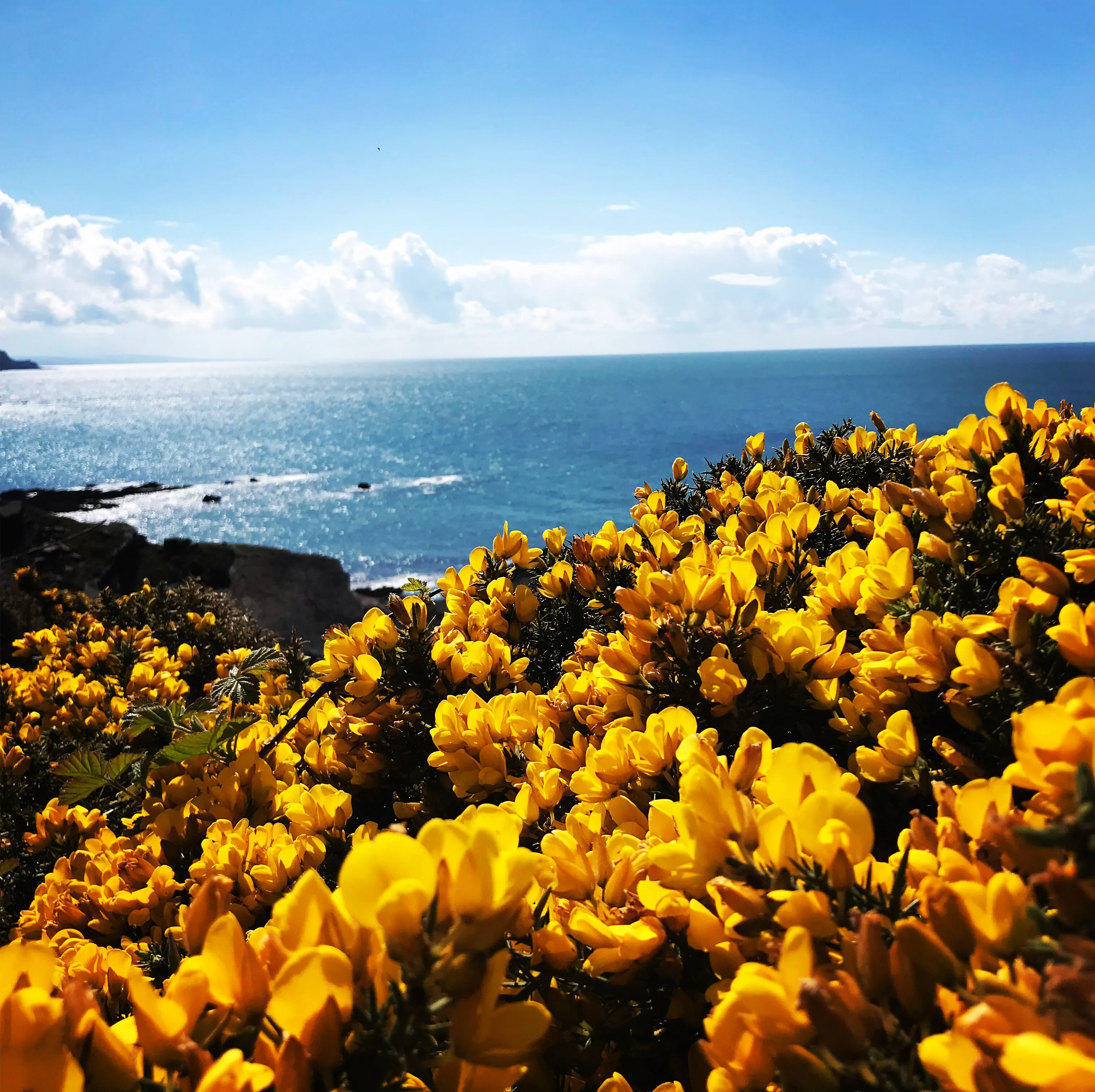 Gorse in the sunshine