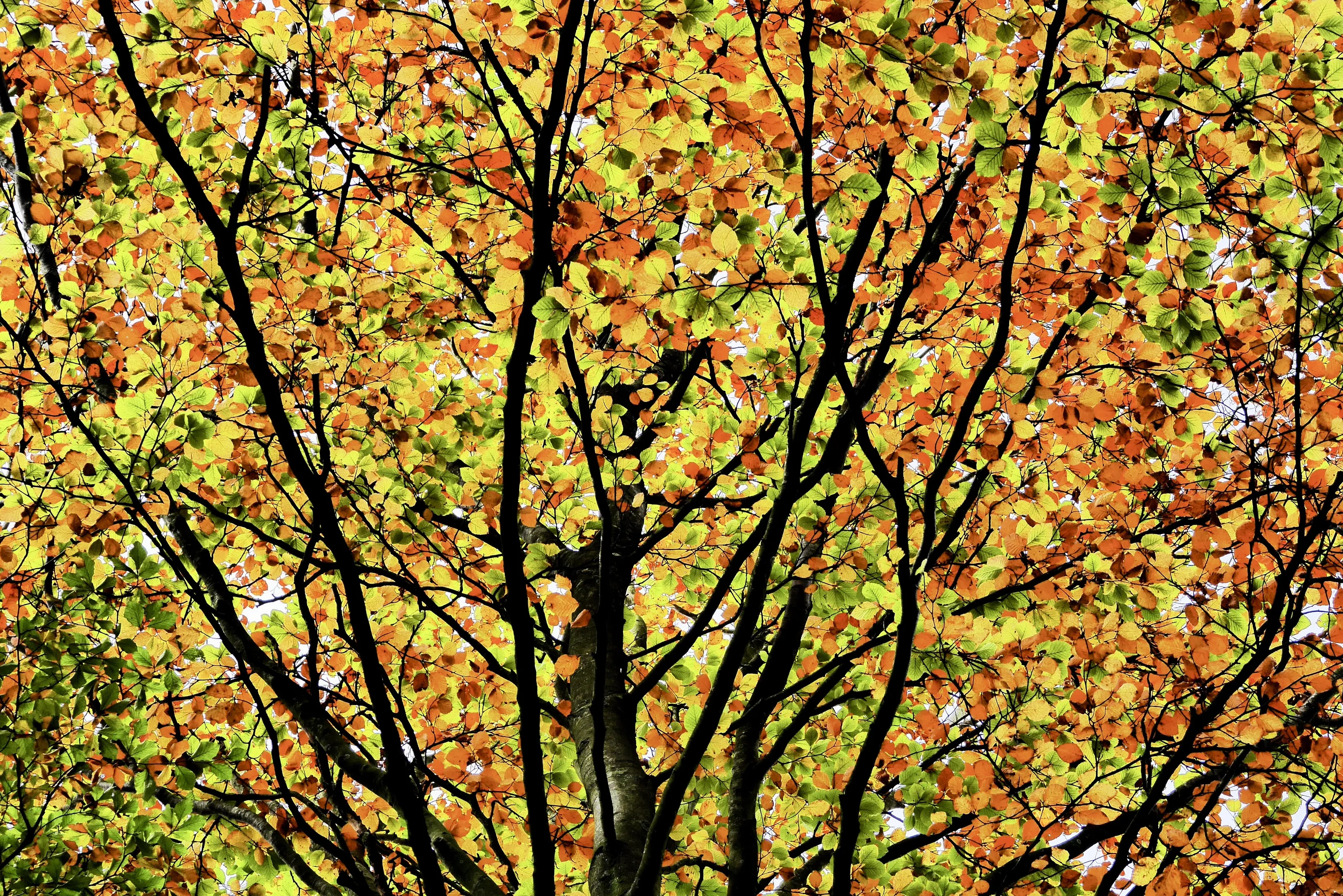 Autumn leaves