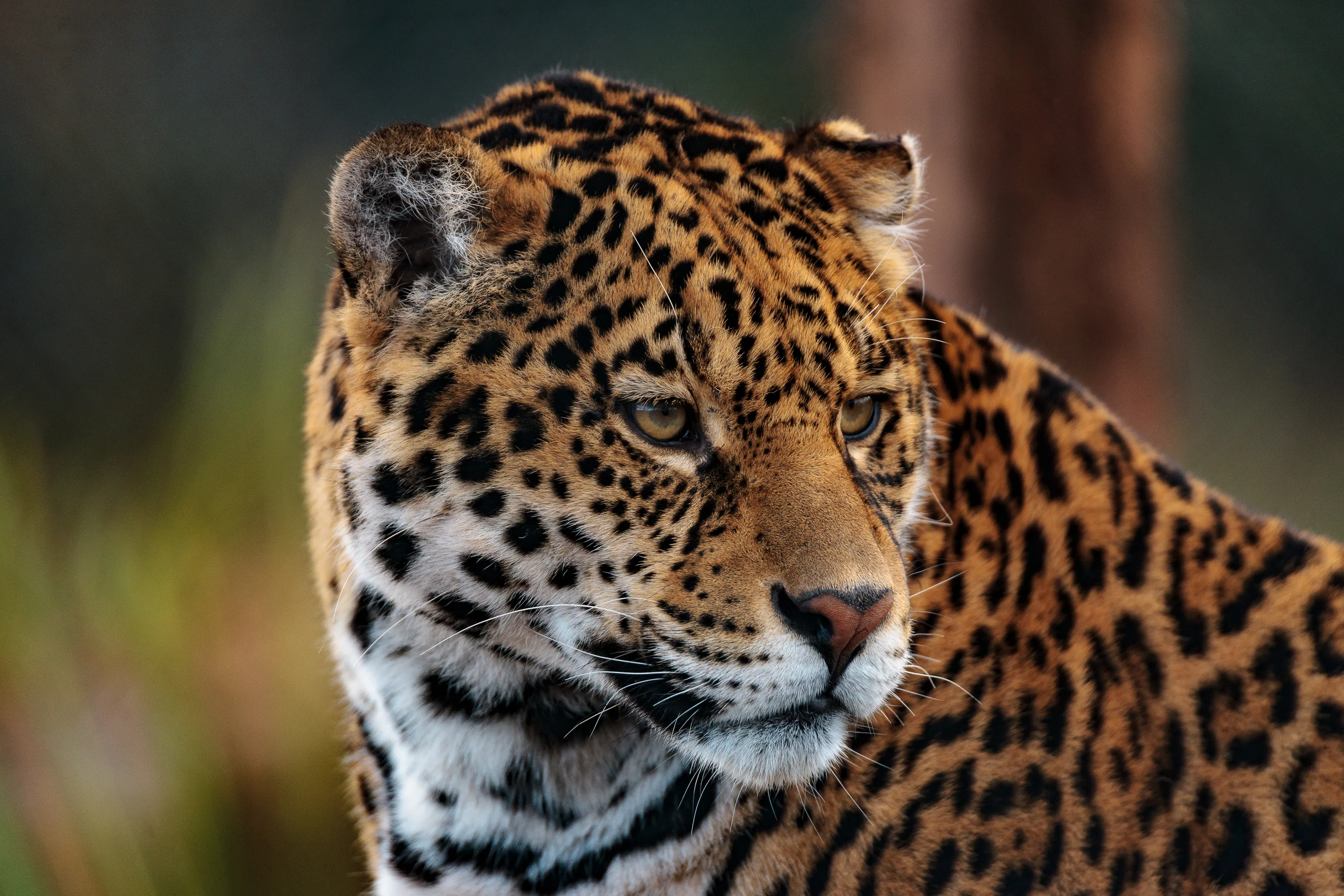 Jaguar