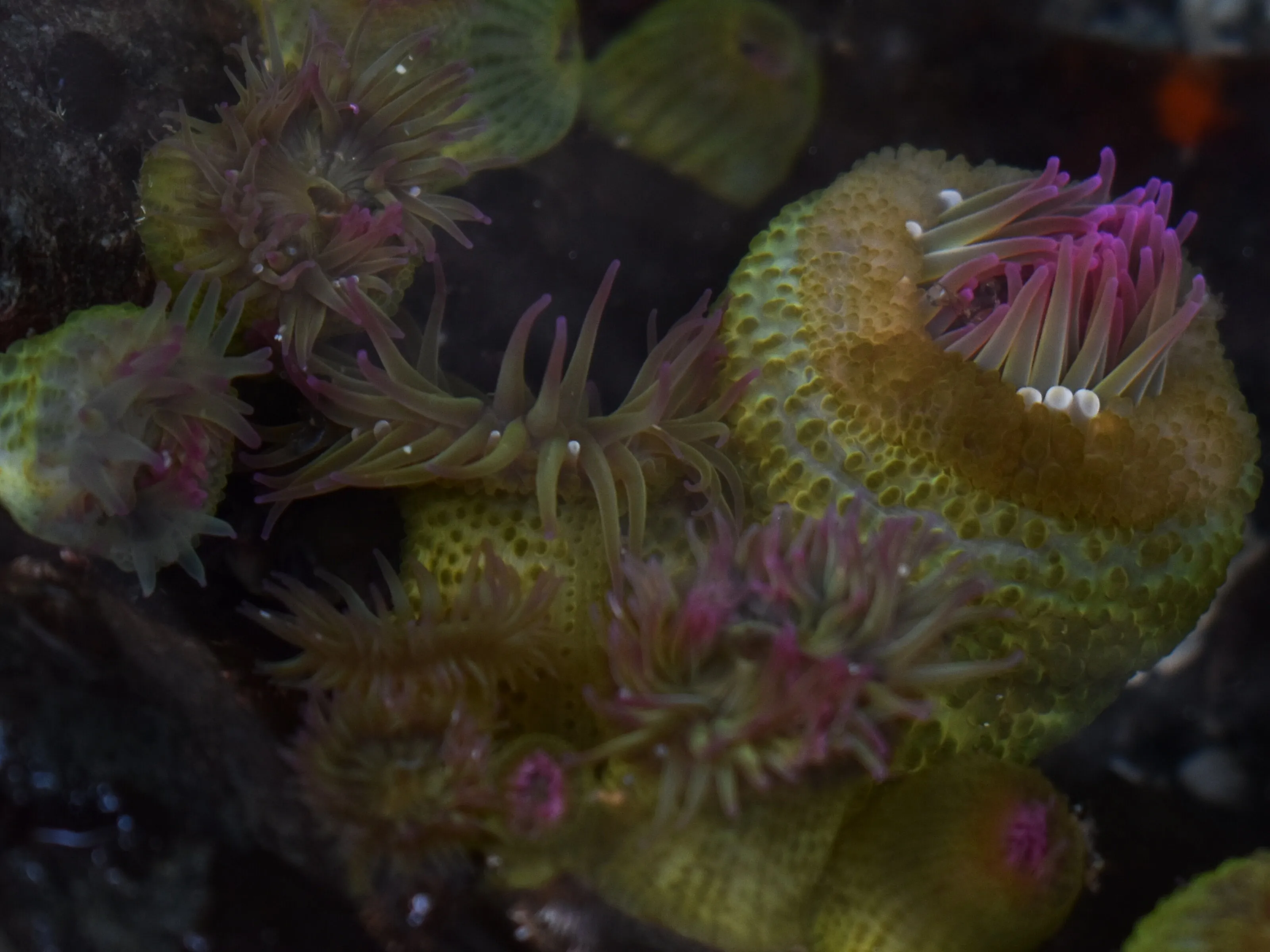 Sea anemone