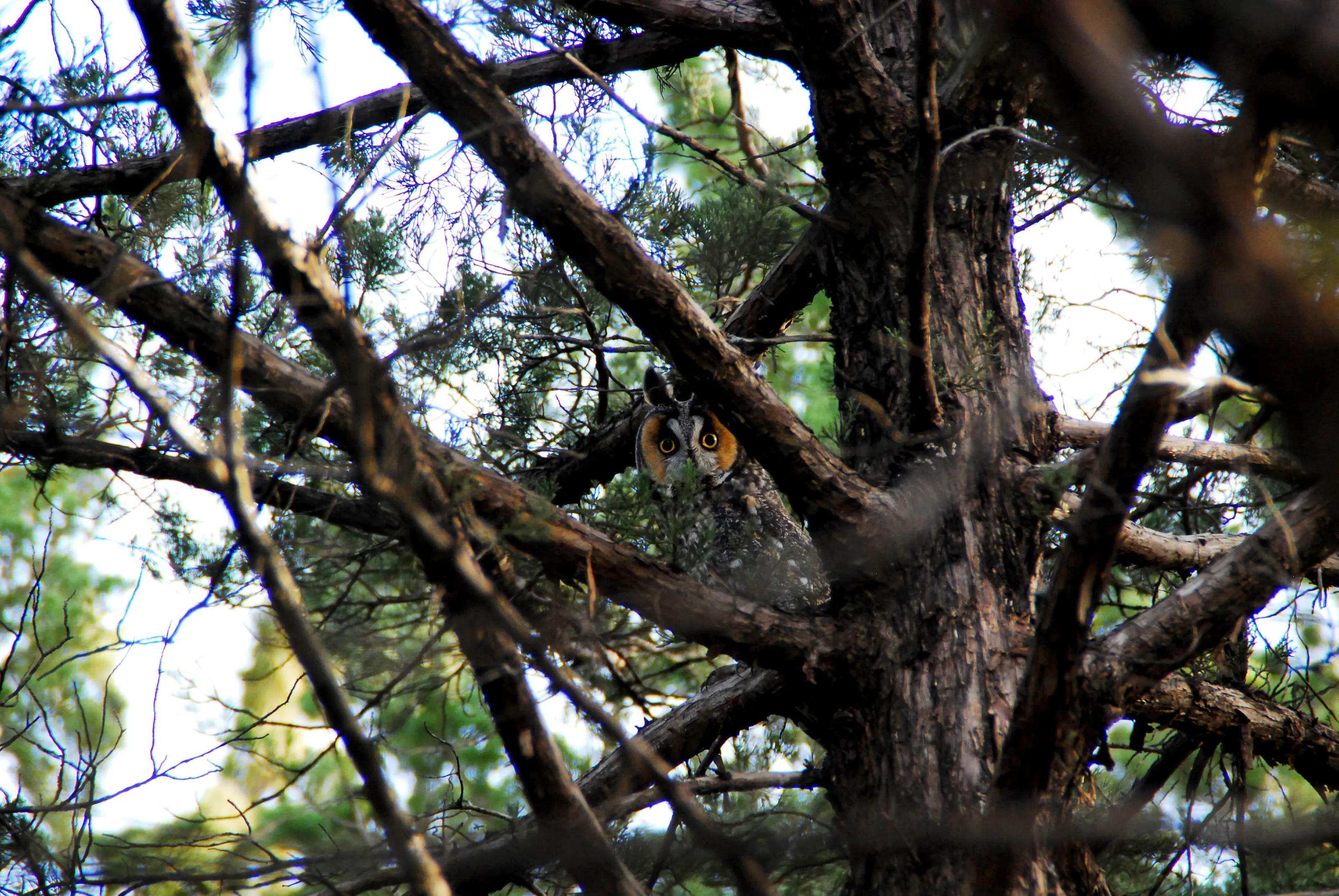 LongEaredOwl