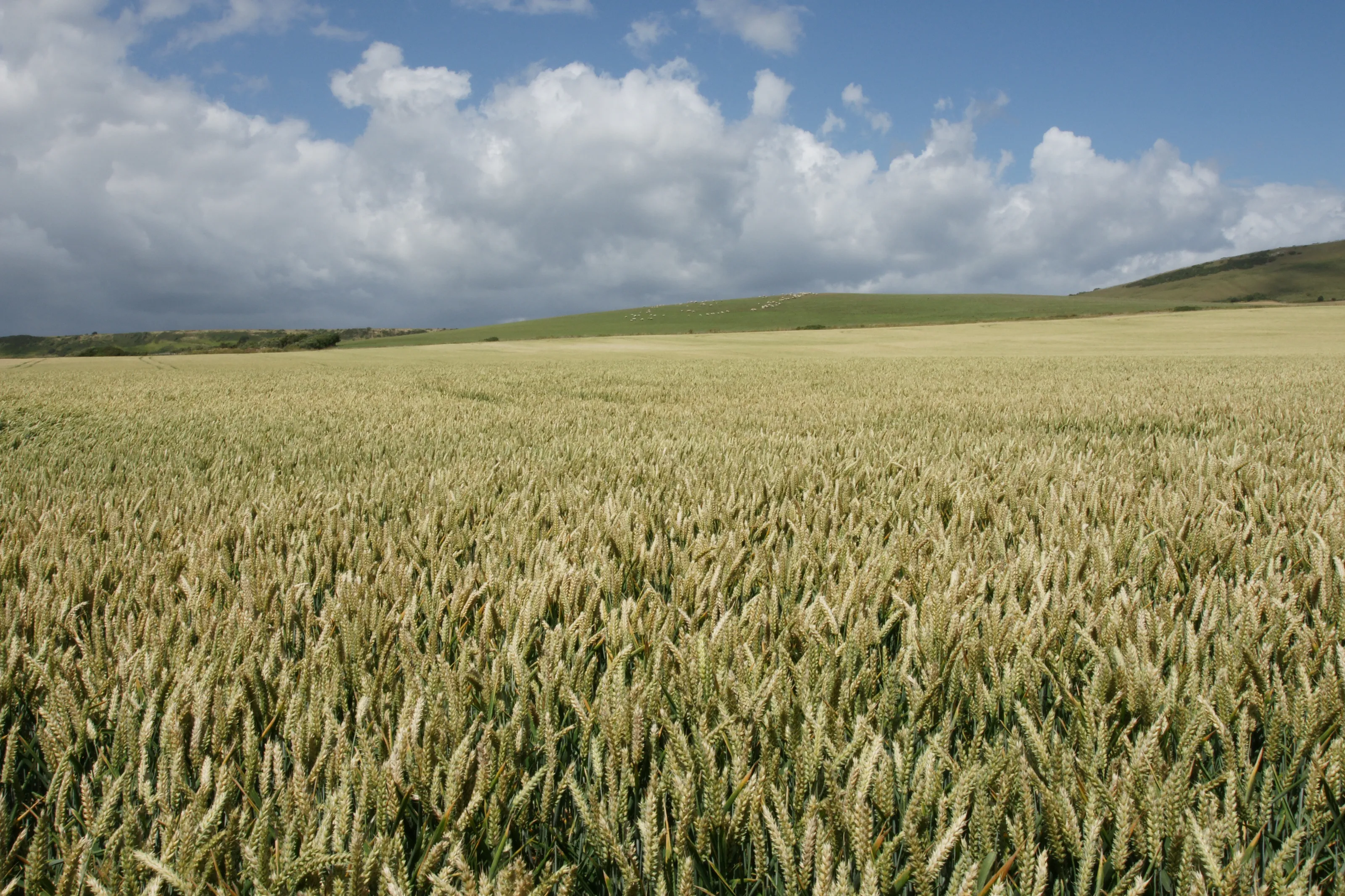 Wheat field