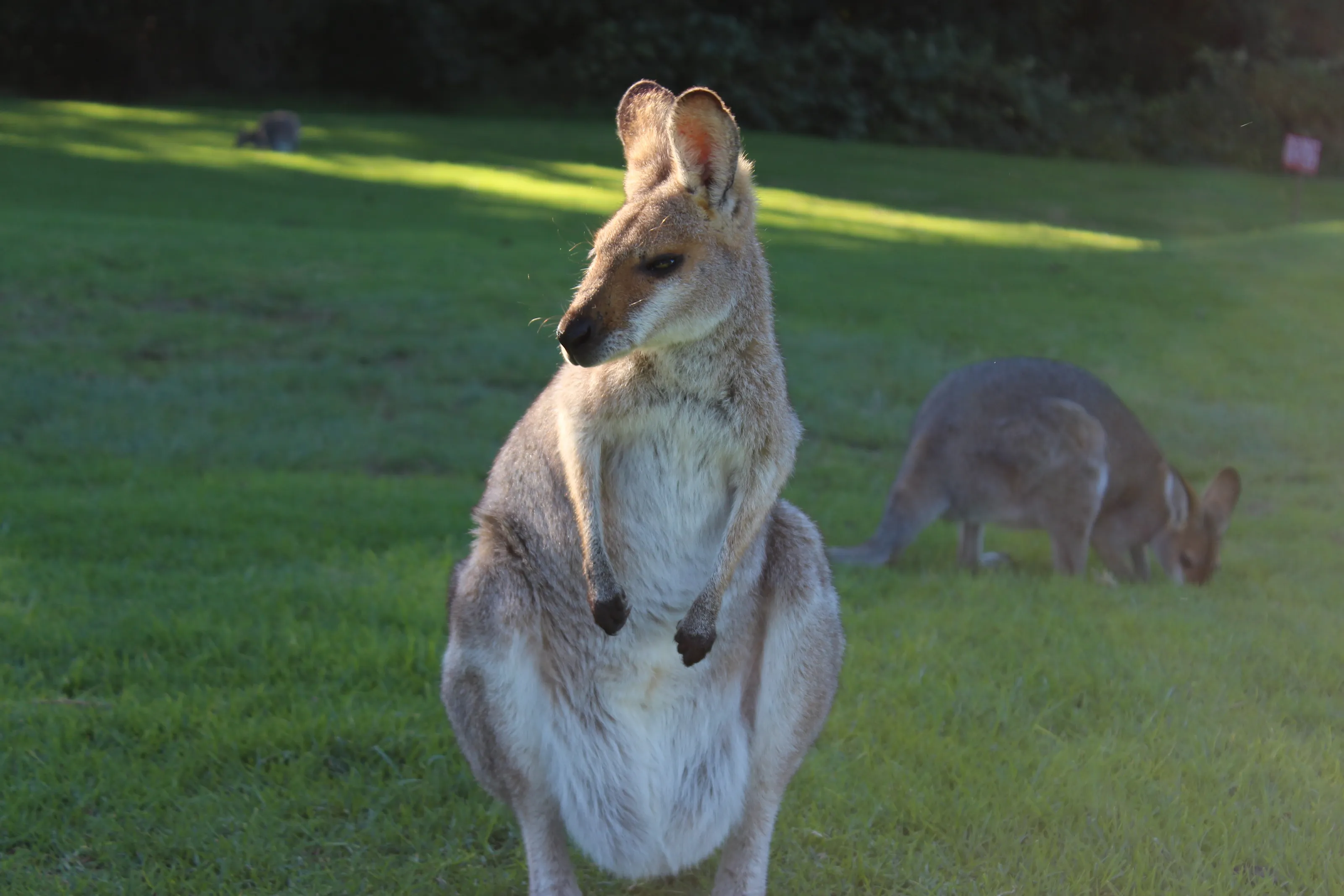 Wallaby with a joey in pouch