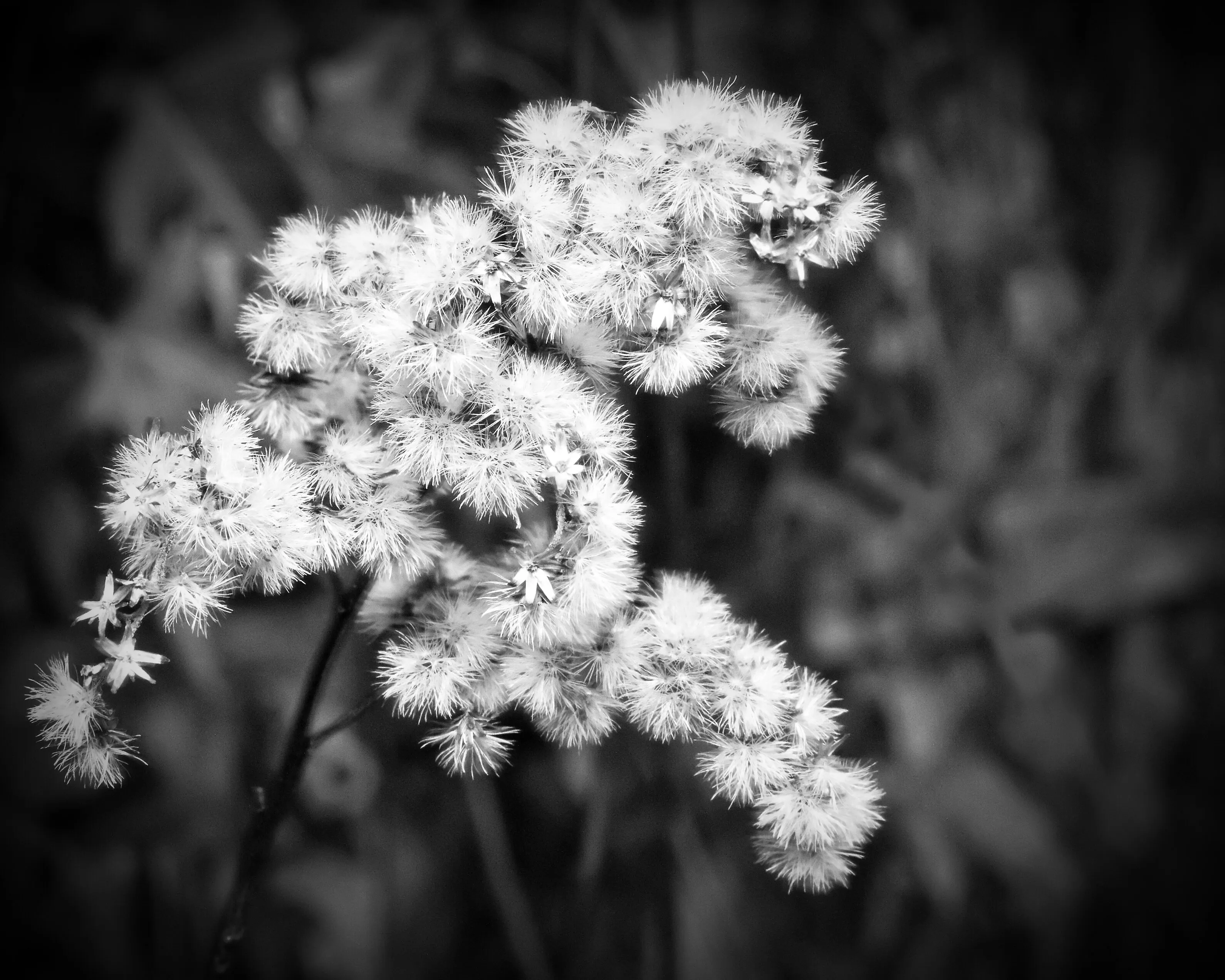 MAGICAL MONOCHROME