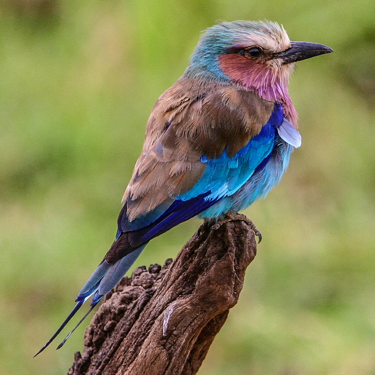Lilac breasted roller (Bird rainbow)