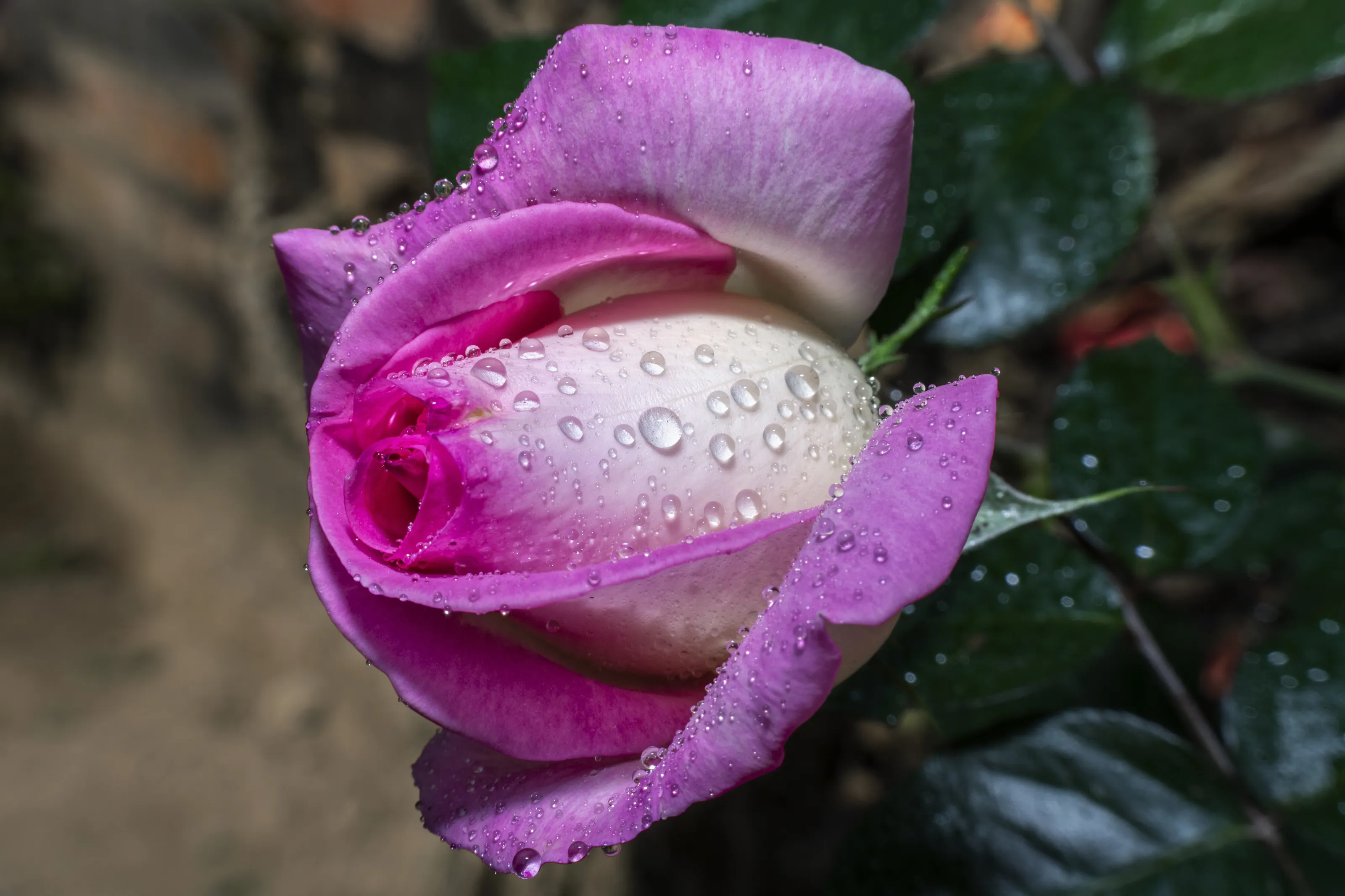 Pink Rose