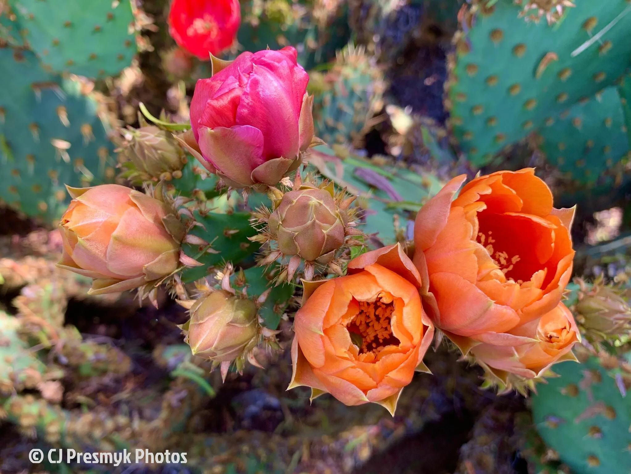 Prickly Pear Cactus Flowers