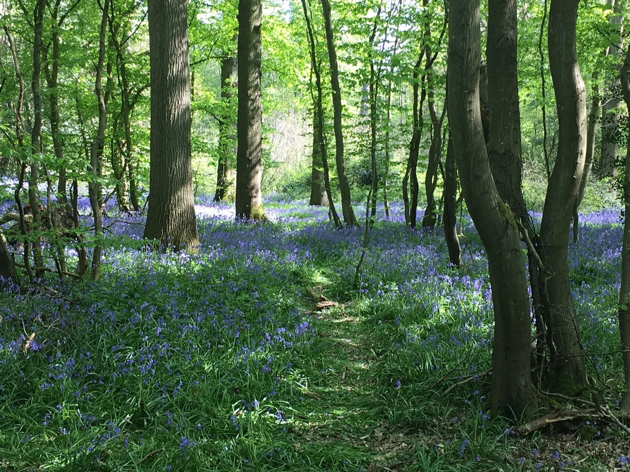 Bluebell haze