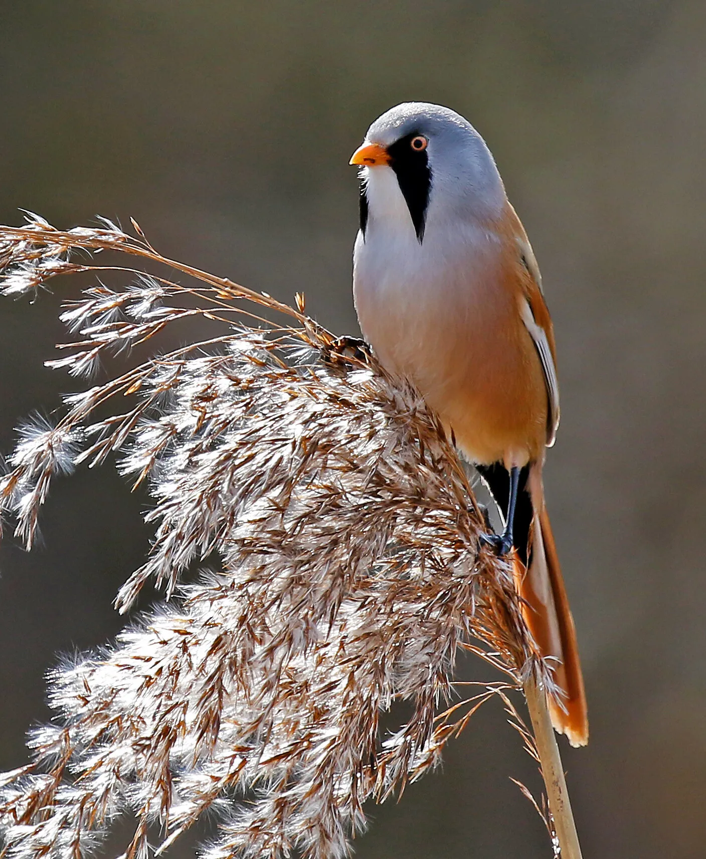 Bearded Tit . [Male].