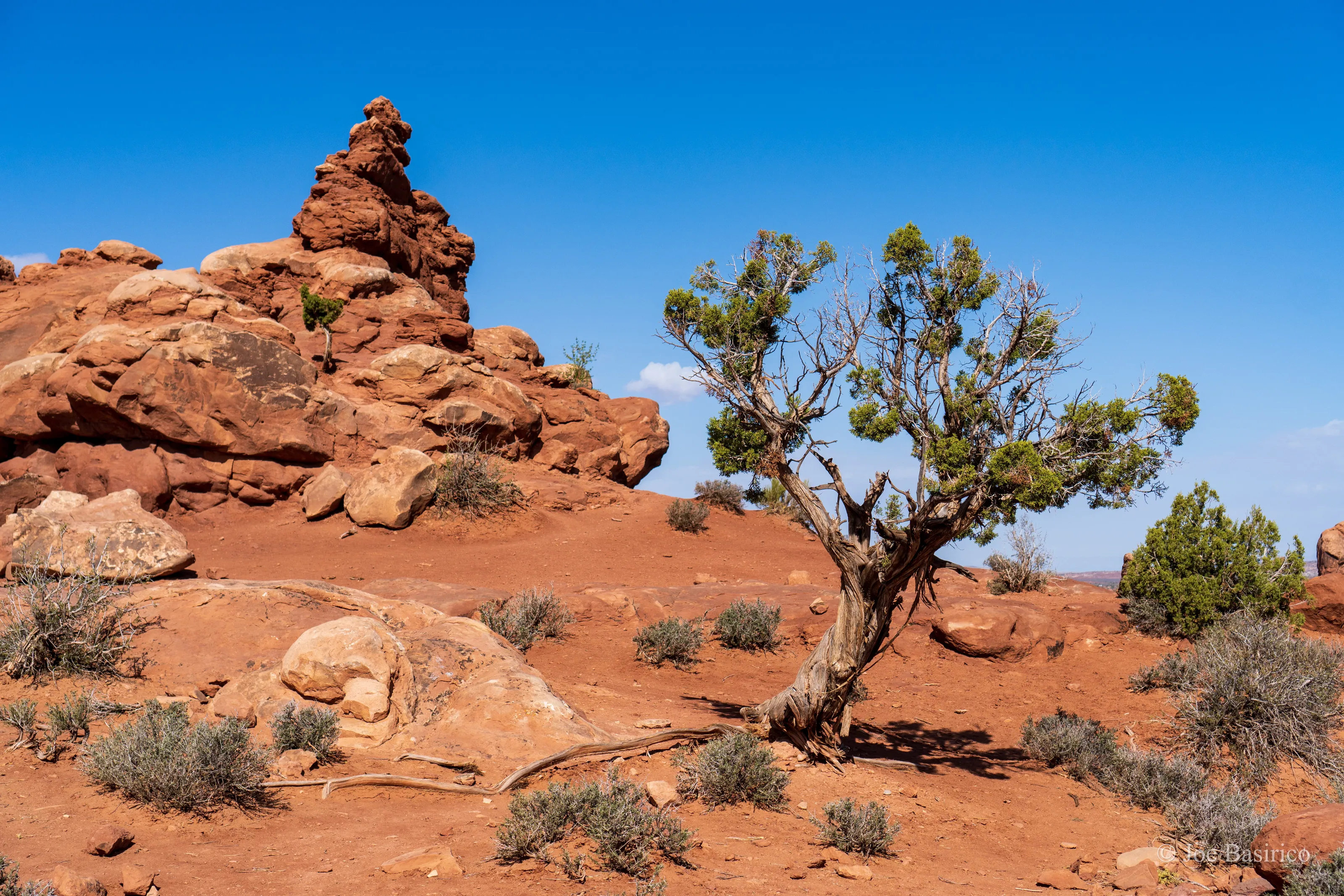 Arches National Park with Juniper